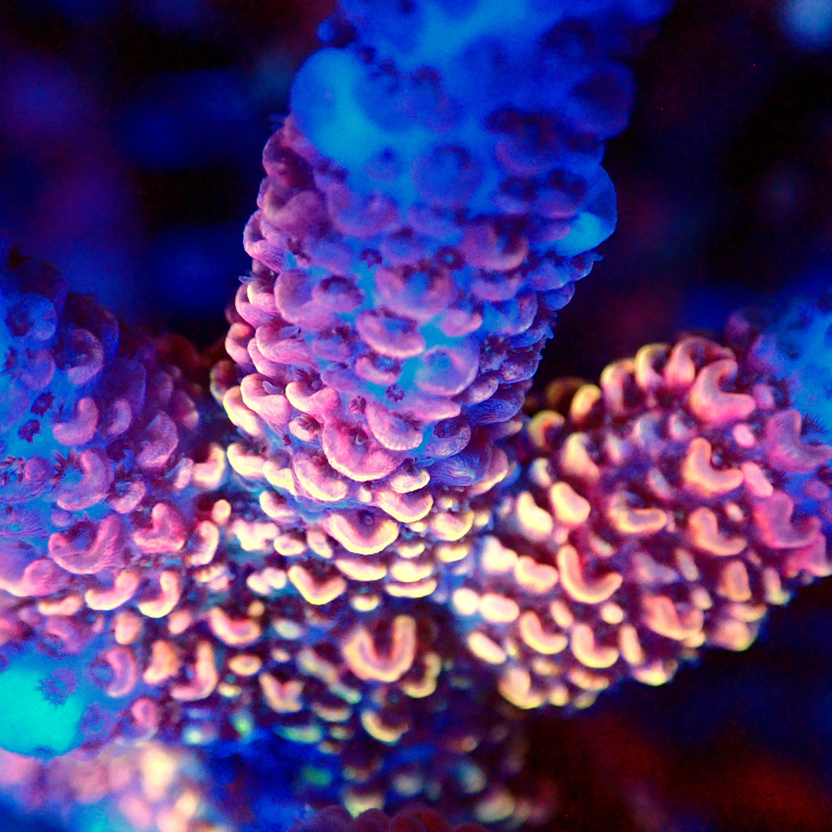 Acro Colony F3