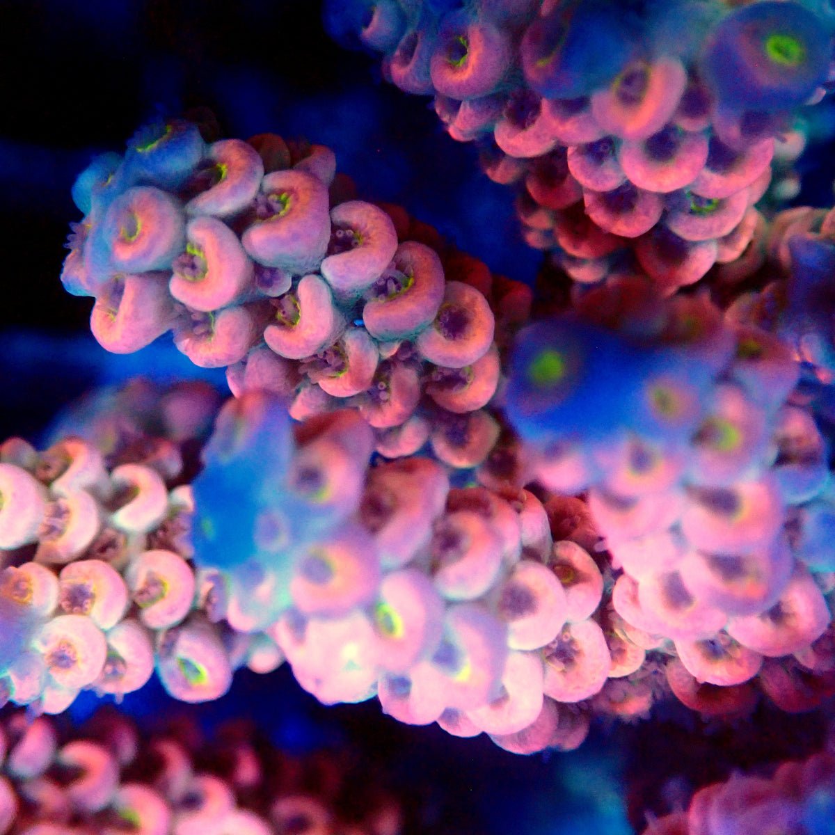 Acro Colony F4