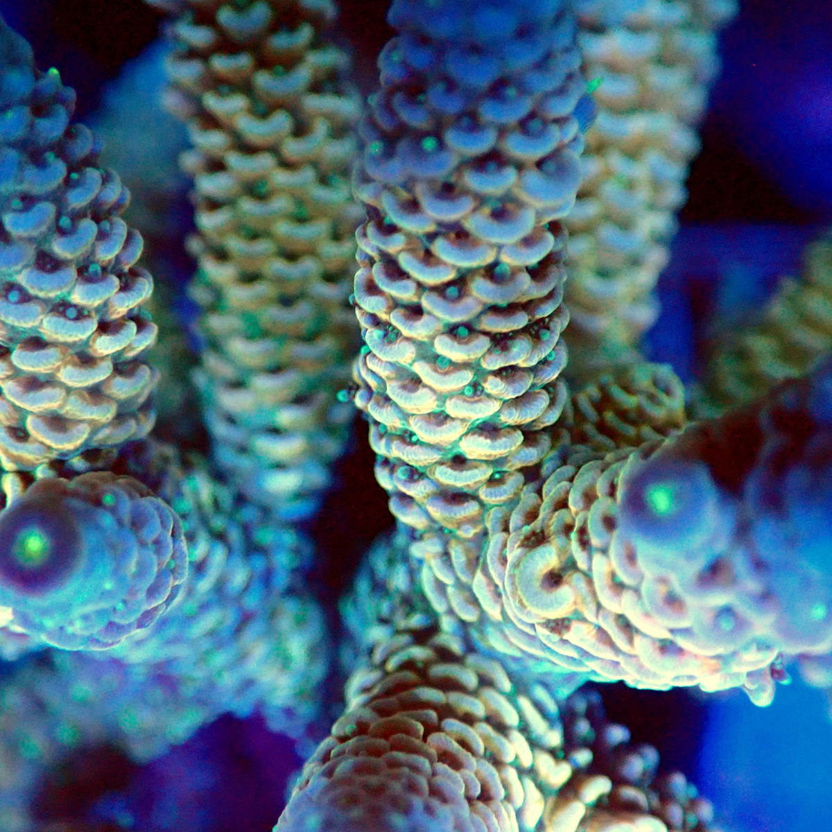 Acro Colony F5