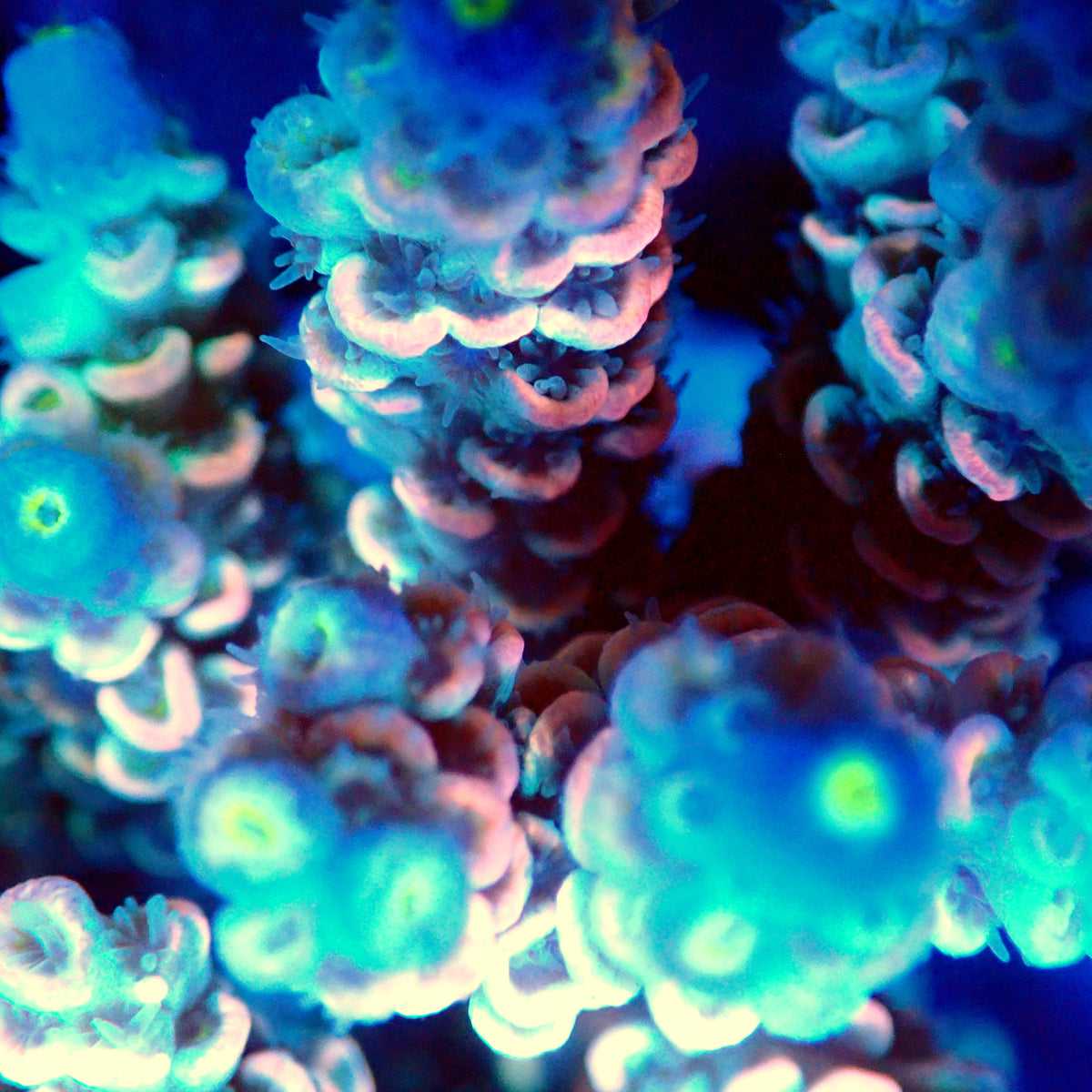 Acro Colony F6