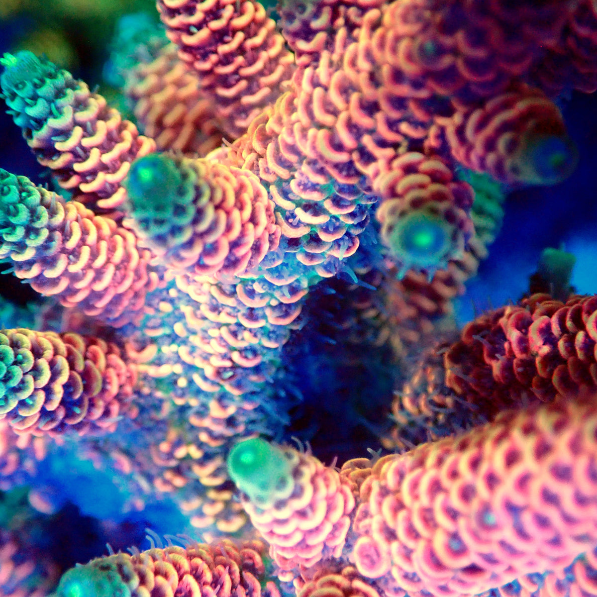 Acro Colony F7