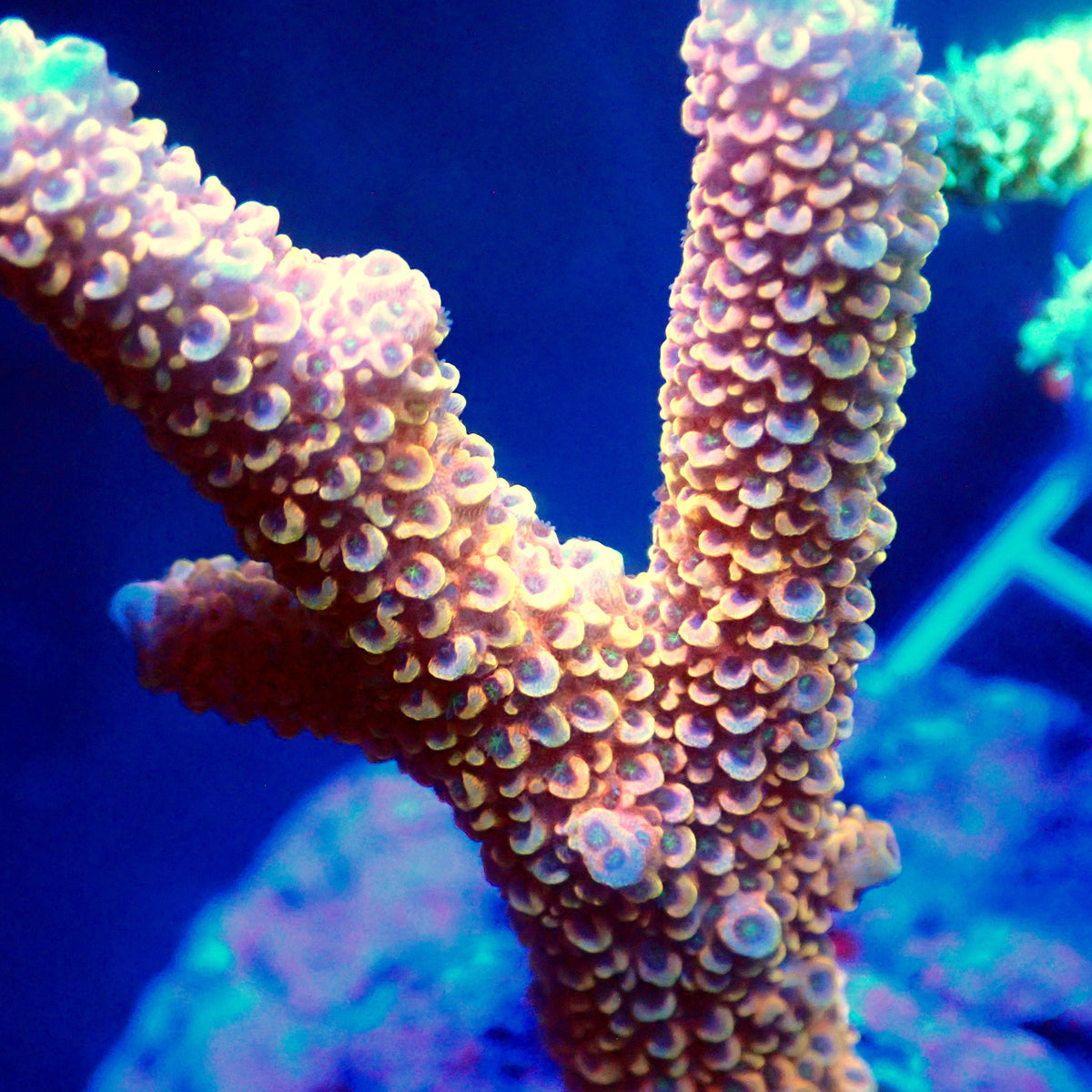 Acro Colony T3A1