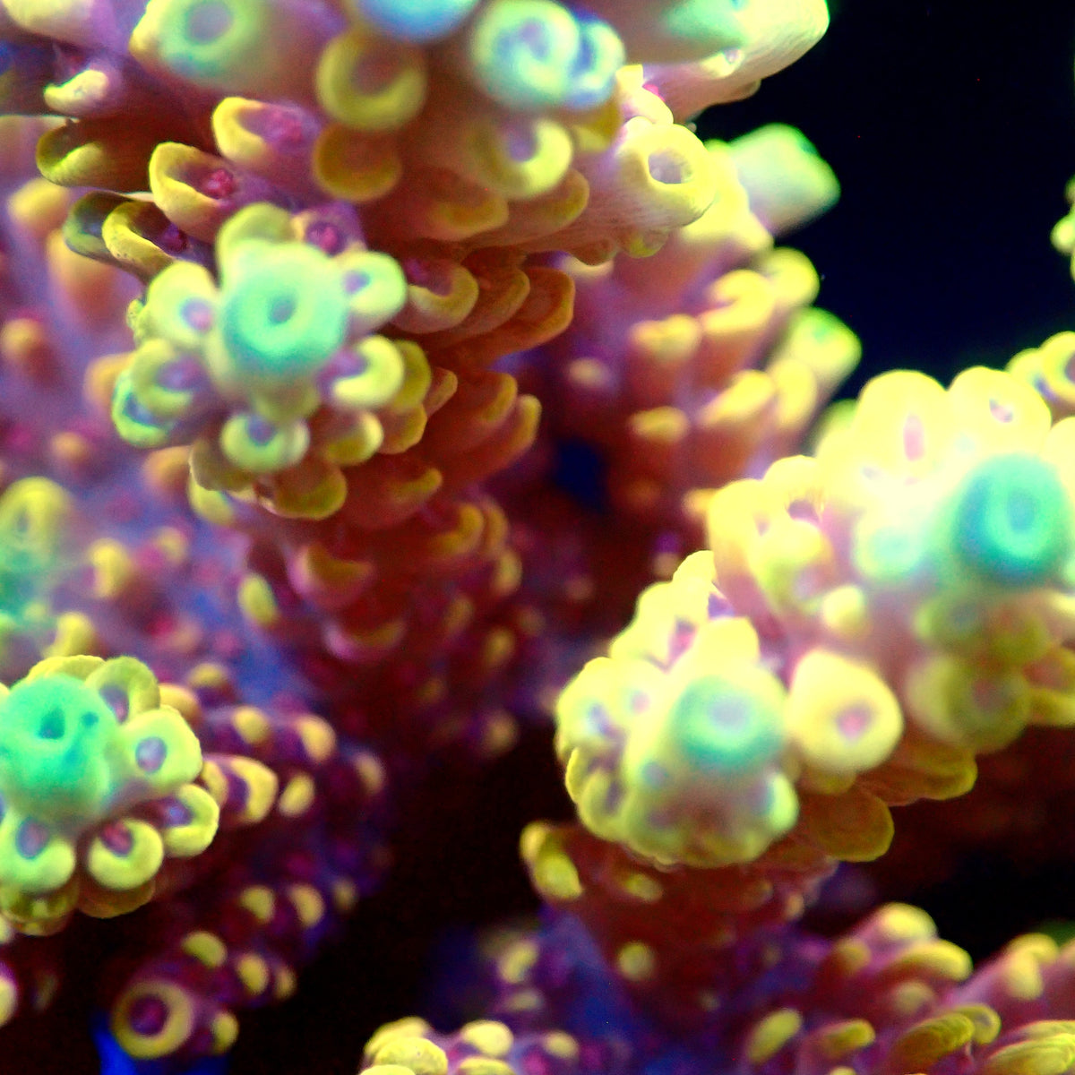 Acro Colony T3A10