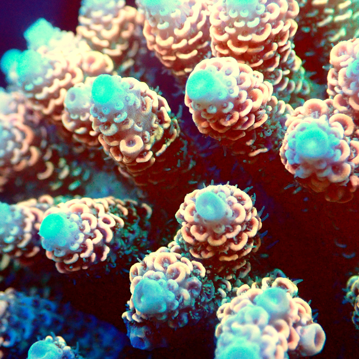 Acro Colony T3A11