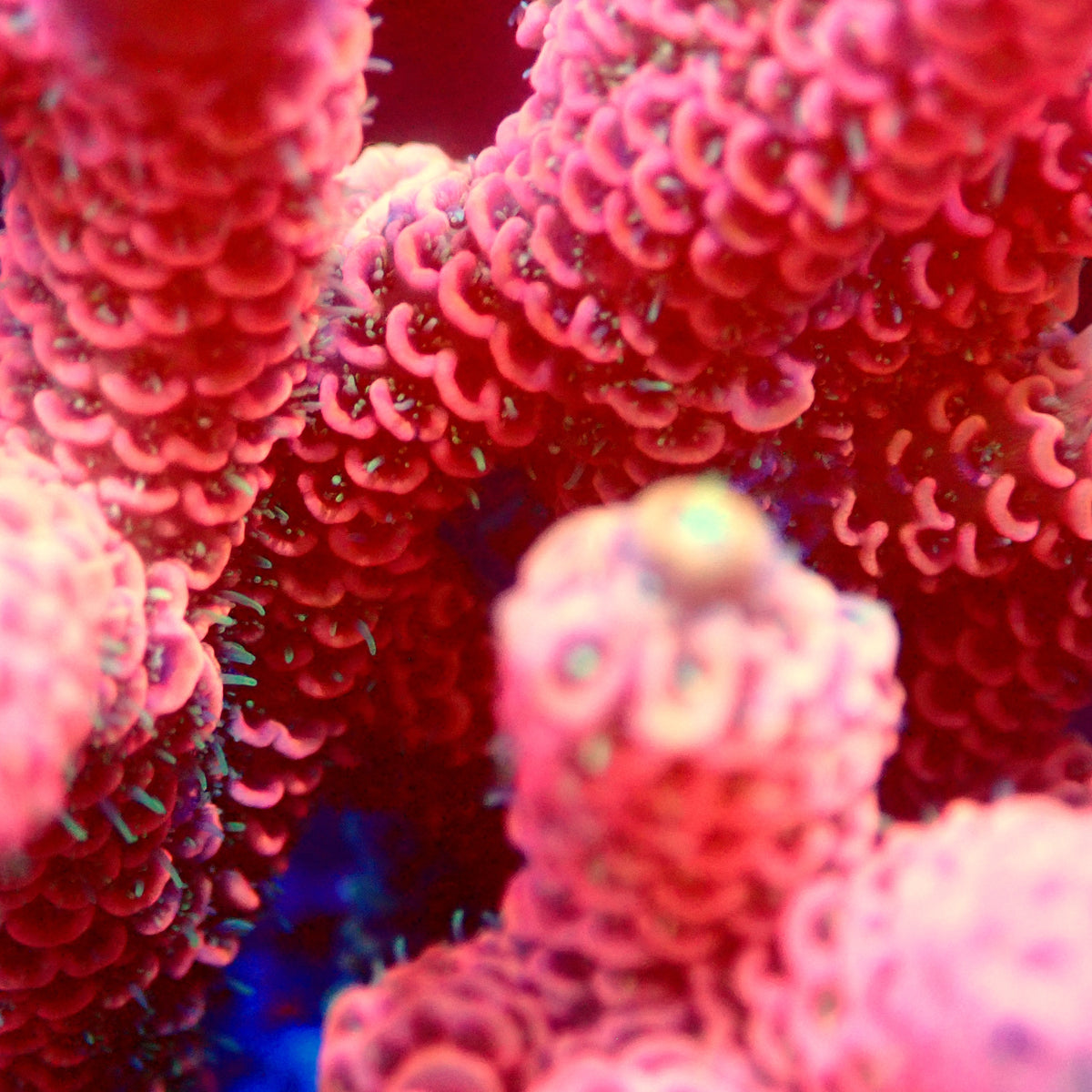 Acro Colony T3A12