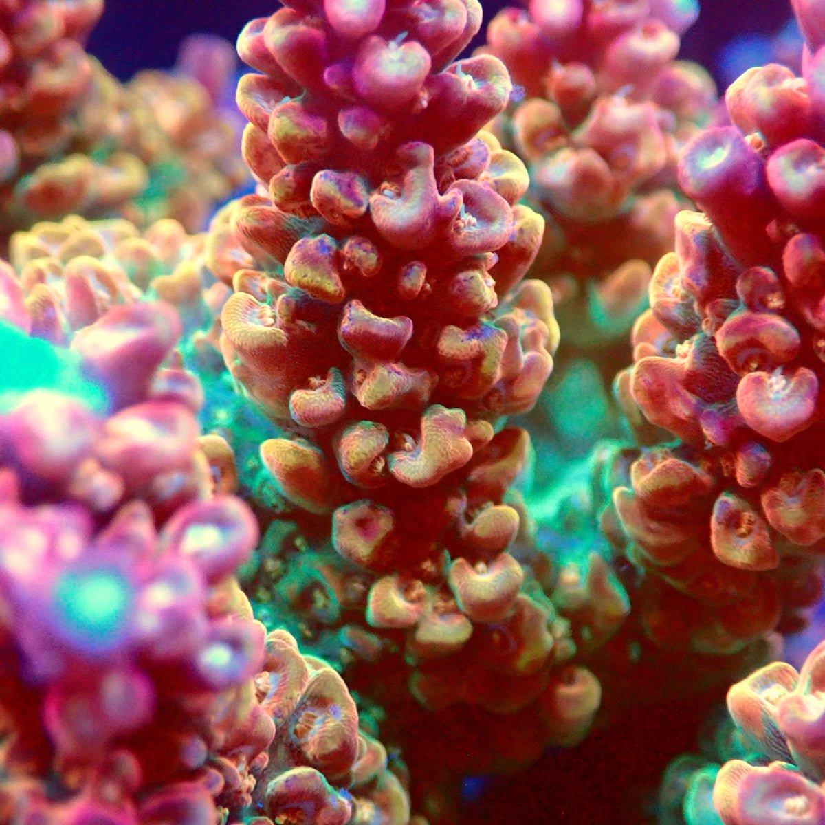 Acro Colony T3A13