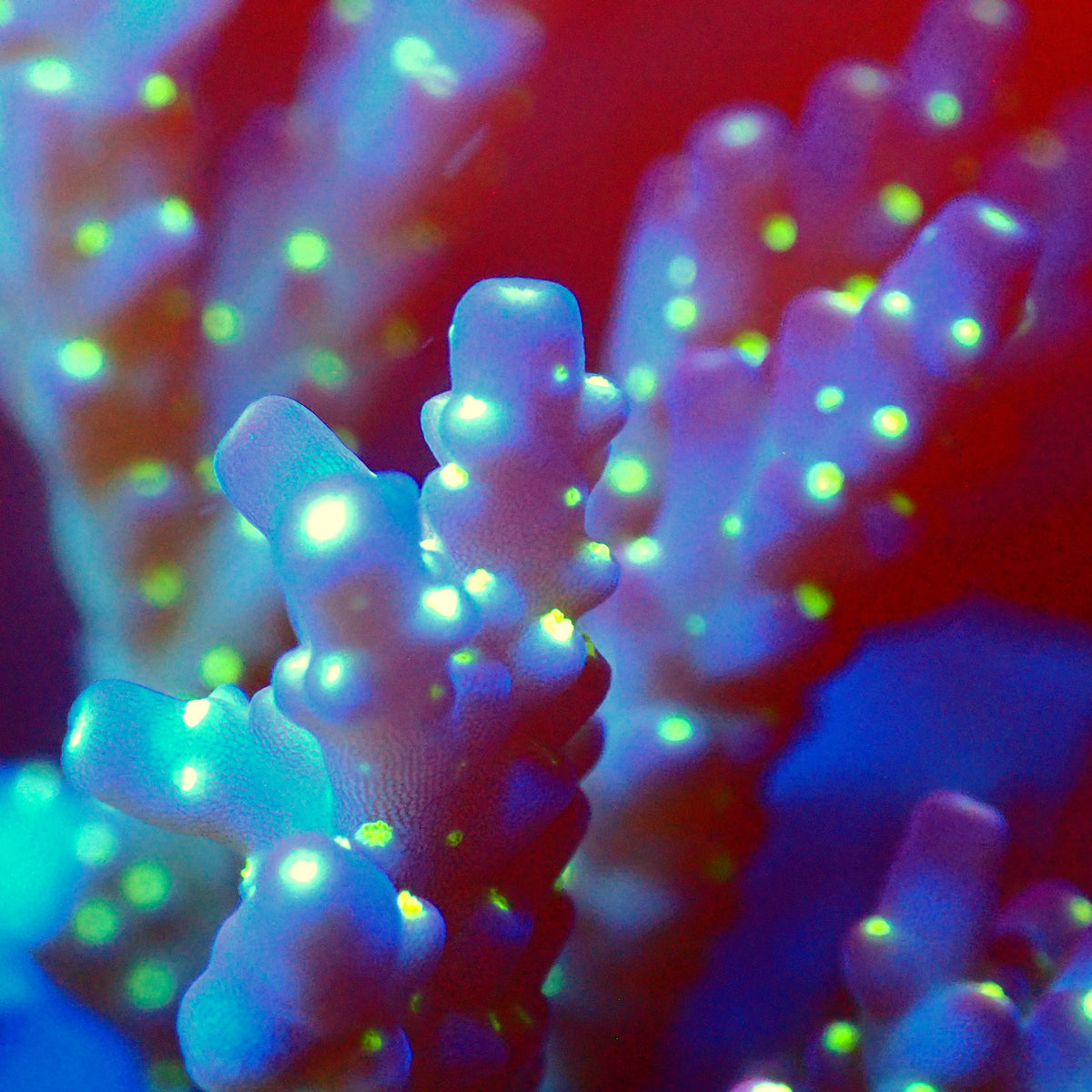 Acro Colony T3A15