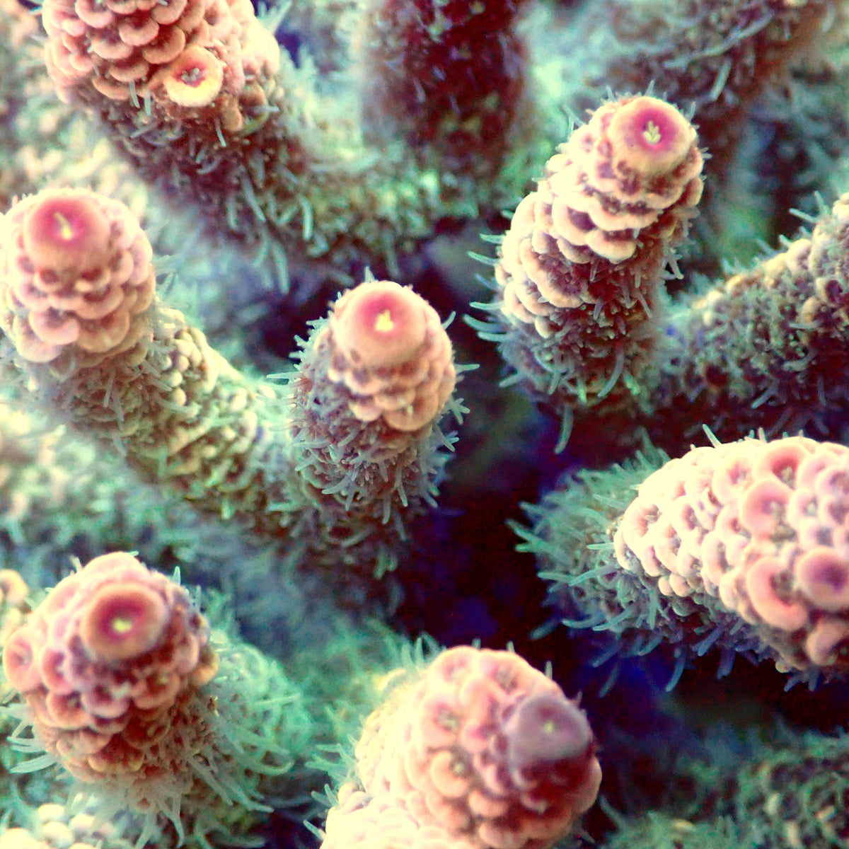Acro Colony T3A2