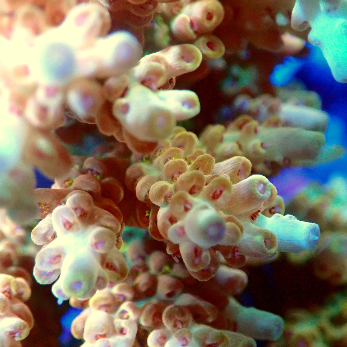 Acro Colony T3A3