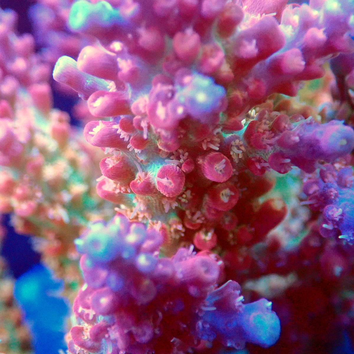 Acro Colony T3A4