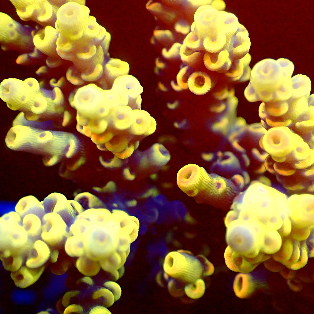 Acro Colony T3A5