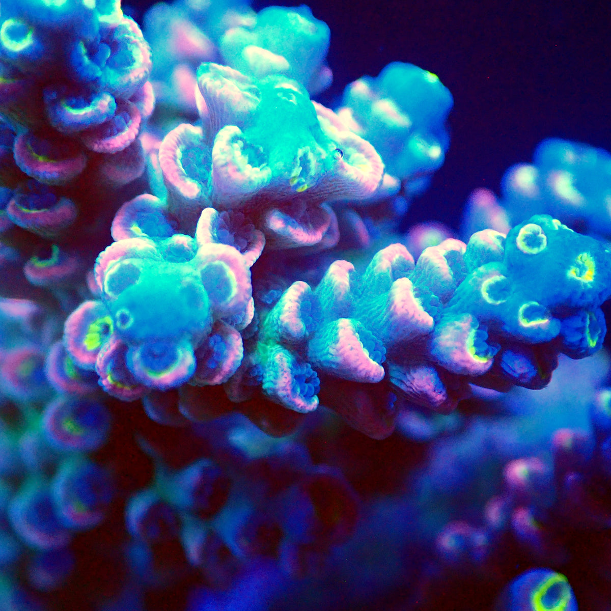 Acro Colony T3A7