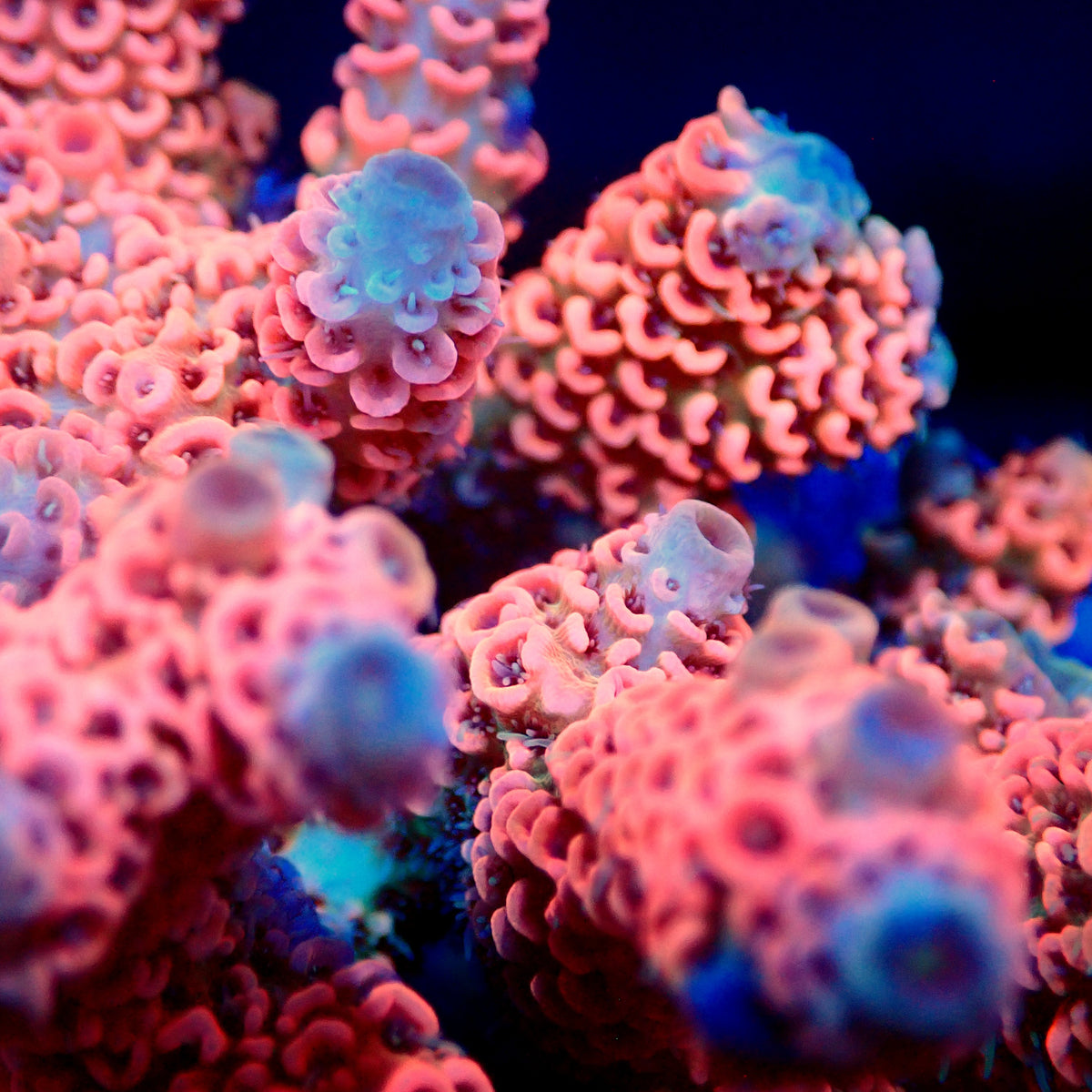 Acro Colony T3A9