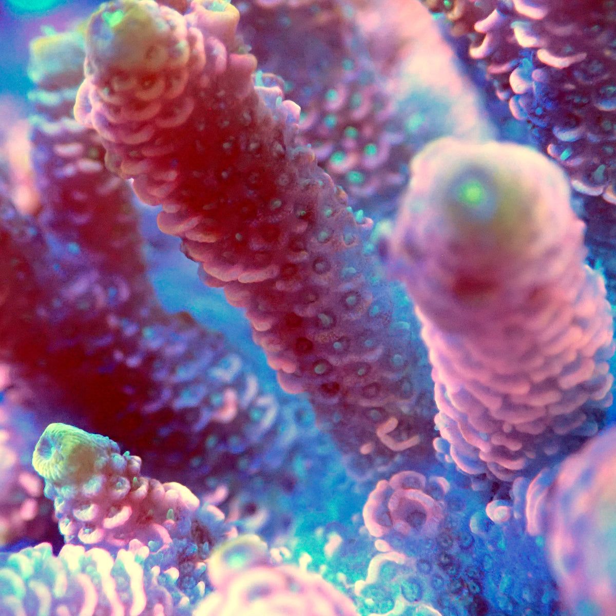 Acro Colony T3B1
