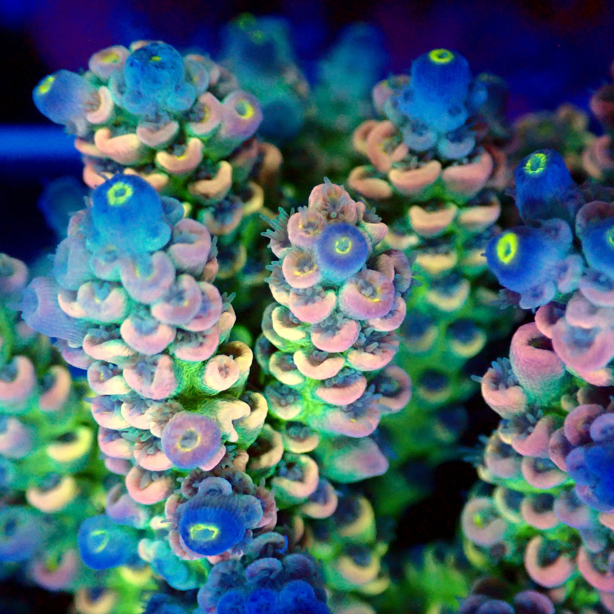 Acro Colony T3B10