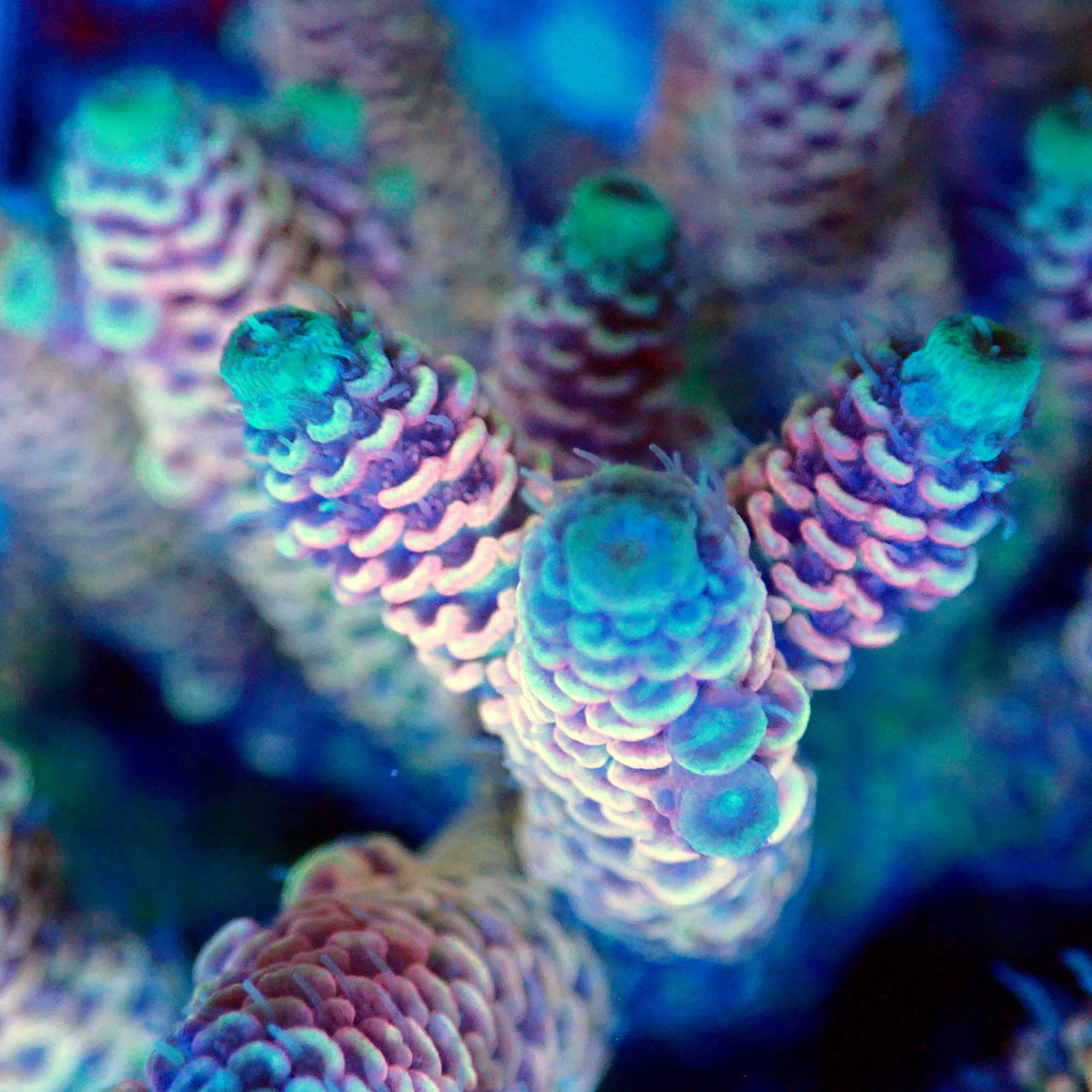 Acro Colony T3B11