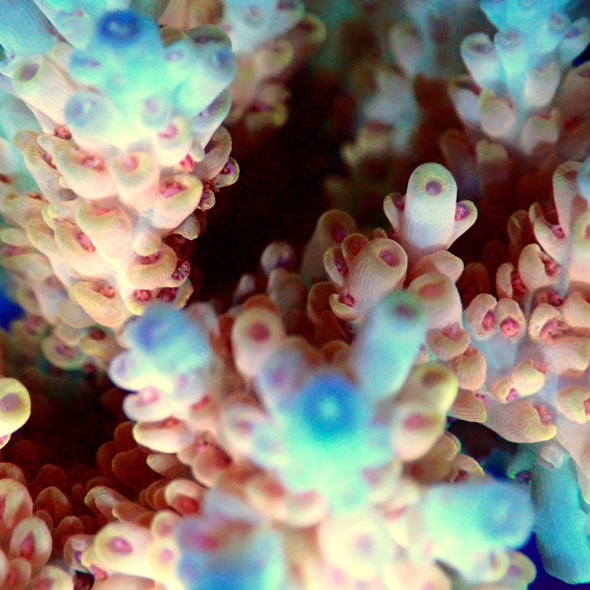 Acro Colony T3B12