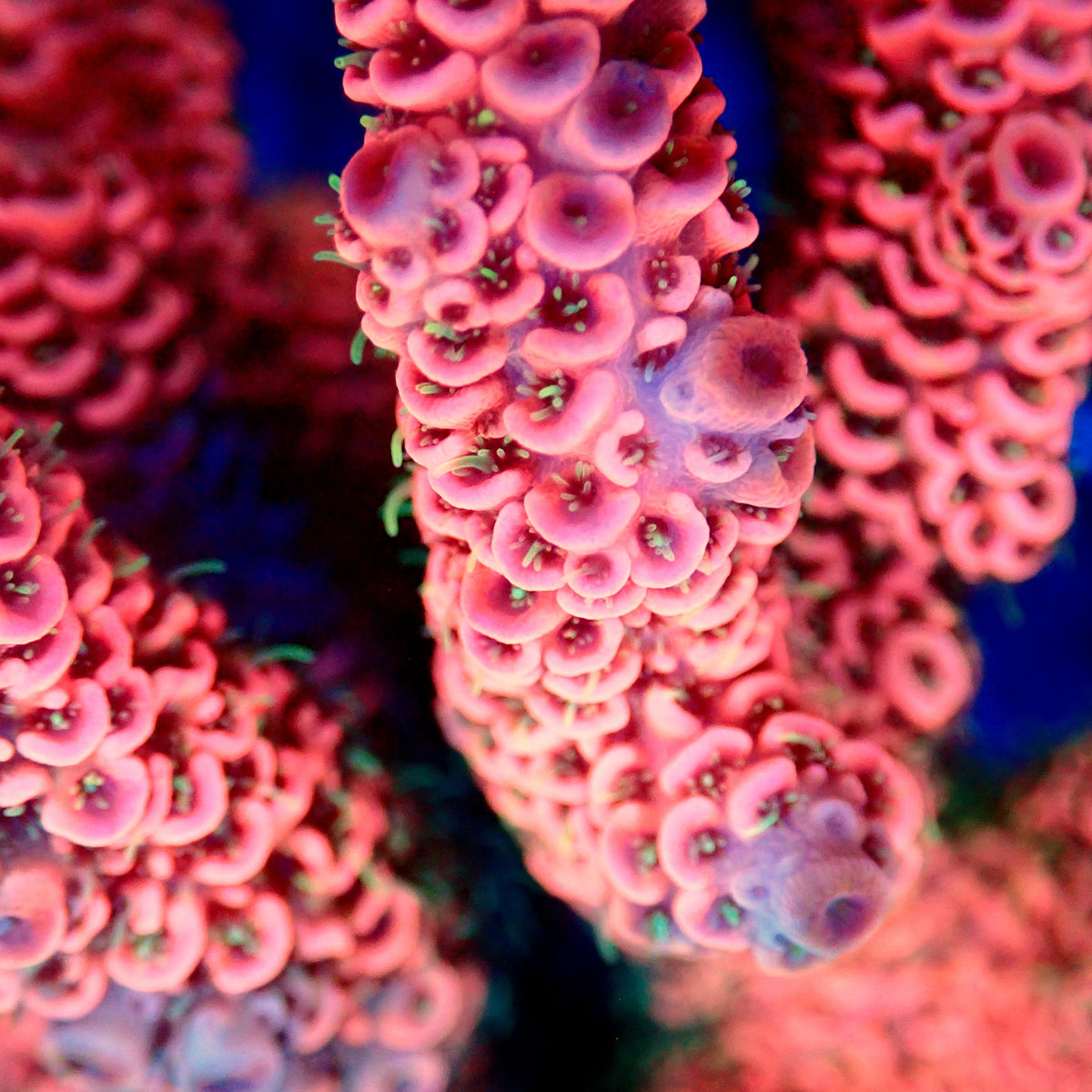 Acro Colony T3B13