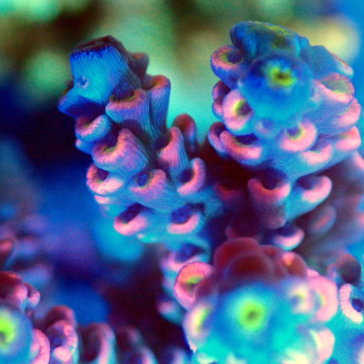 Acro Colony T3B15