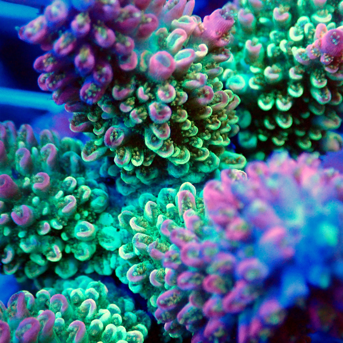 Acro Colony T3B3