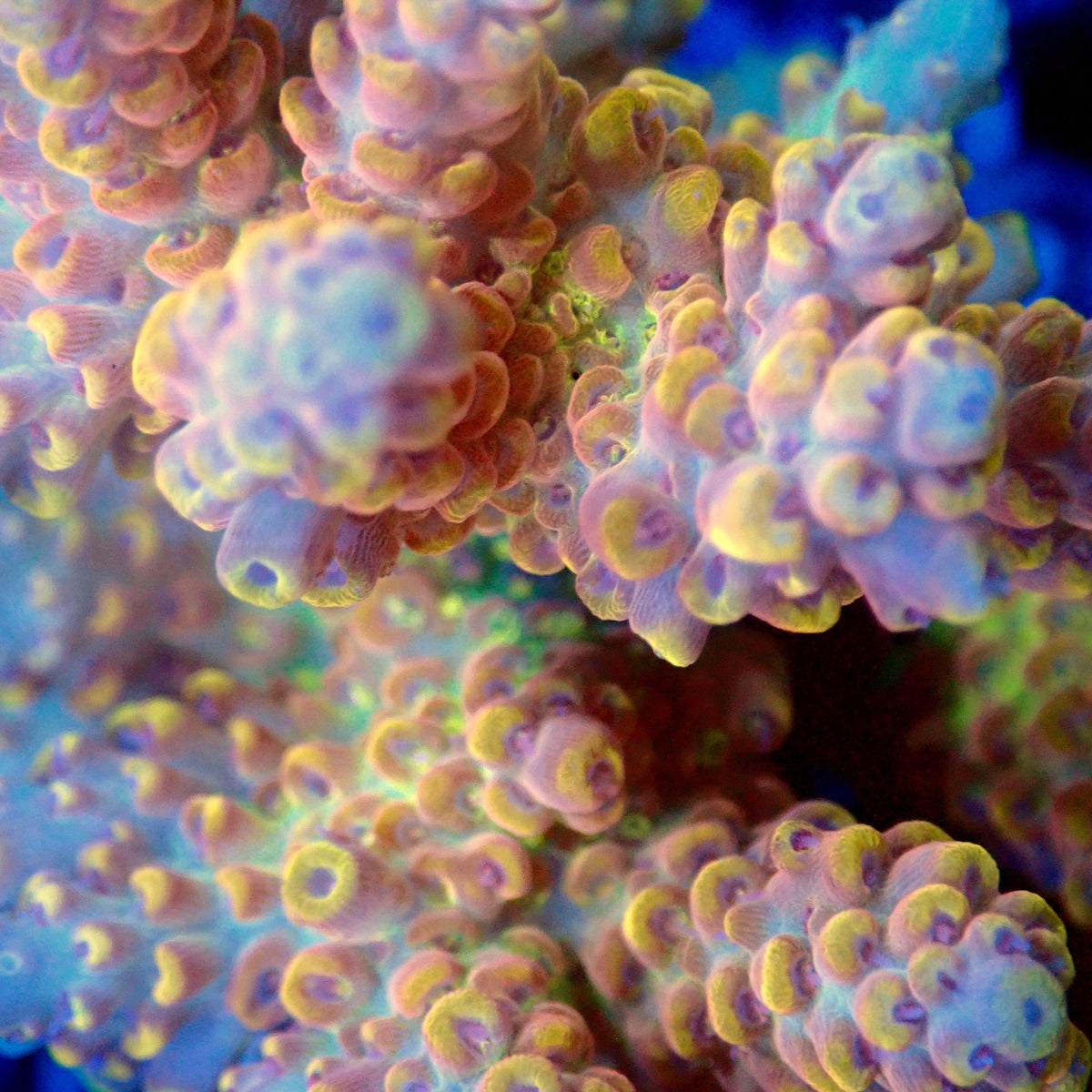 Acro Colony T3B4