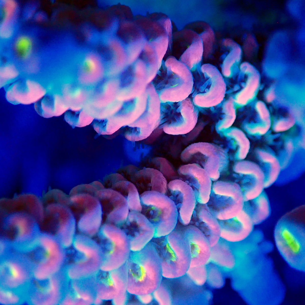 Acro Colony T3B5