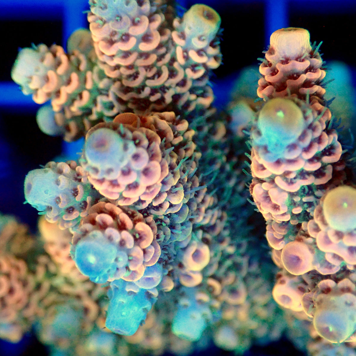 Acro Colony T3B6
