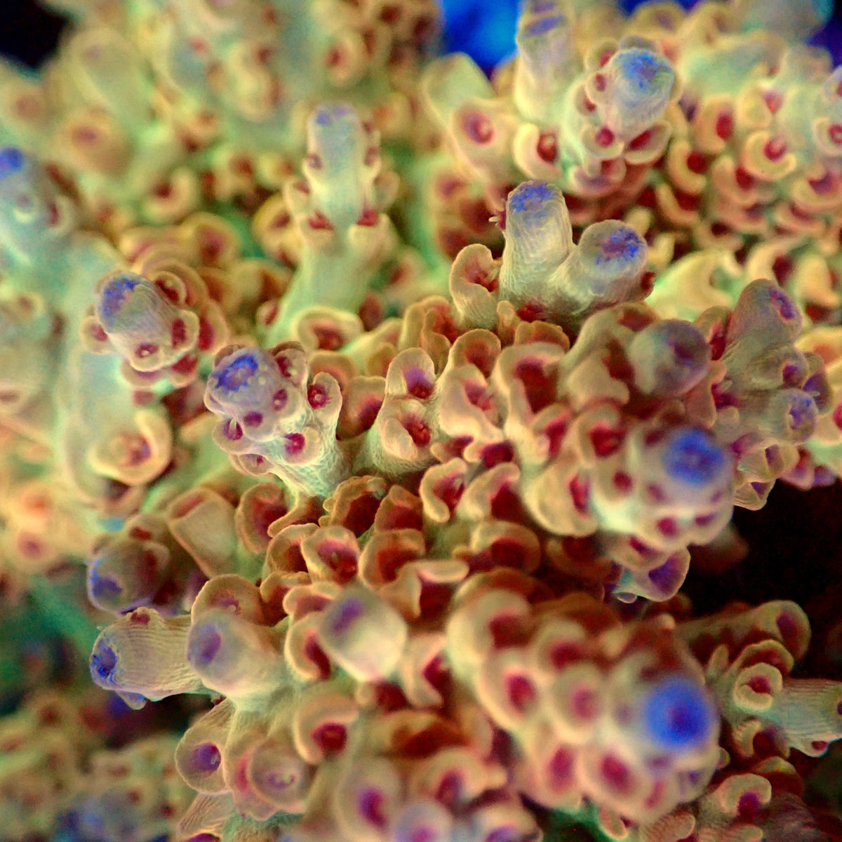 Acro Colony T3B7