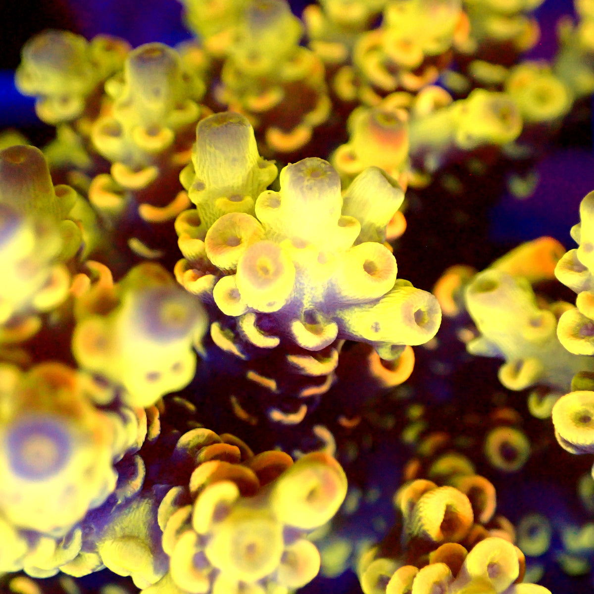 Acro Colony T3B8