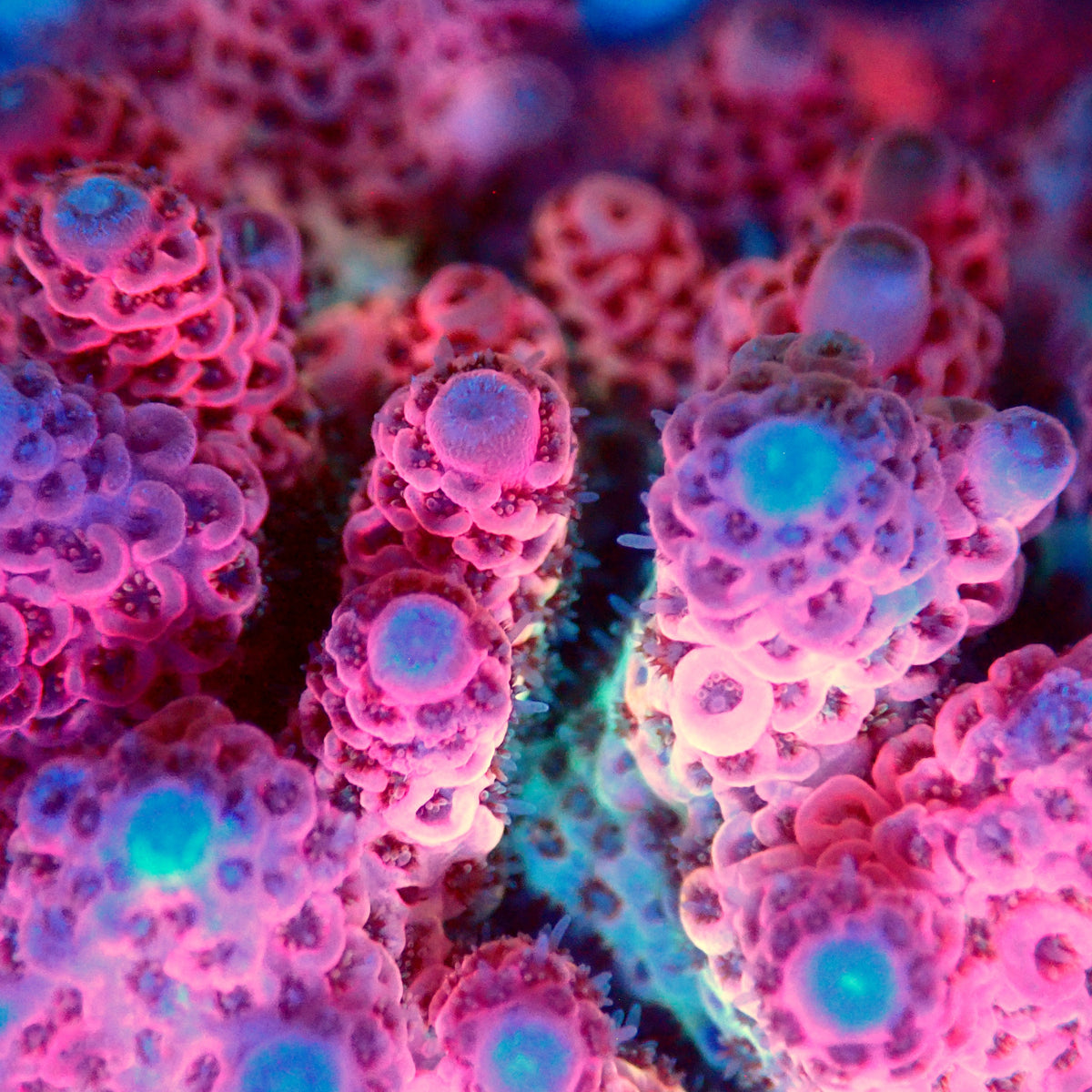 Acro Colony T3B9