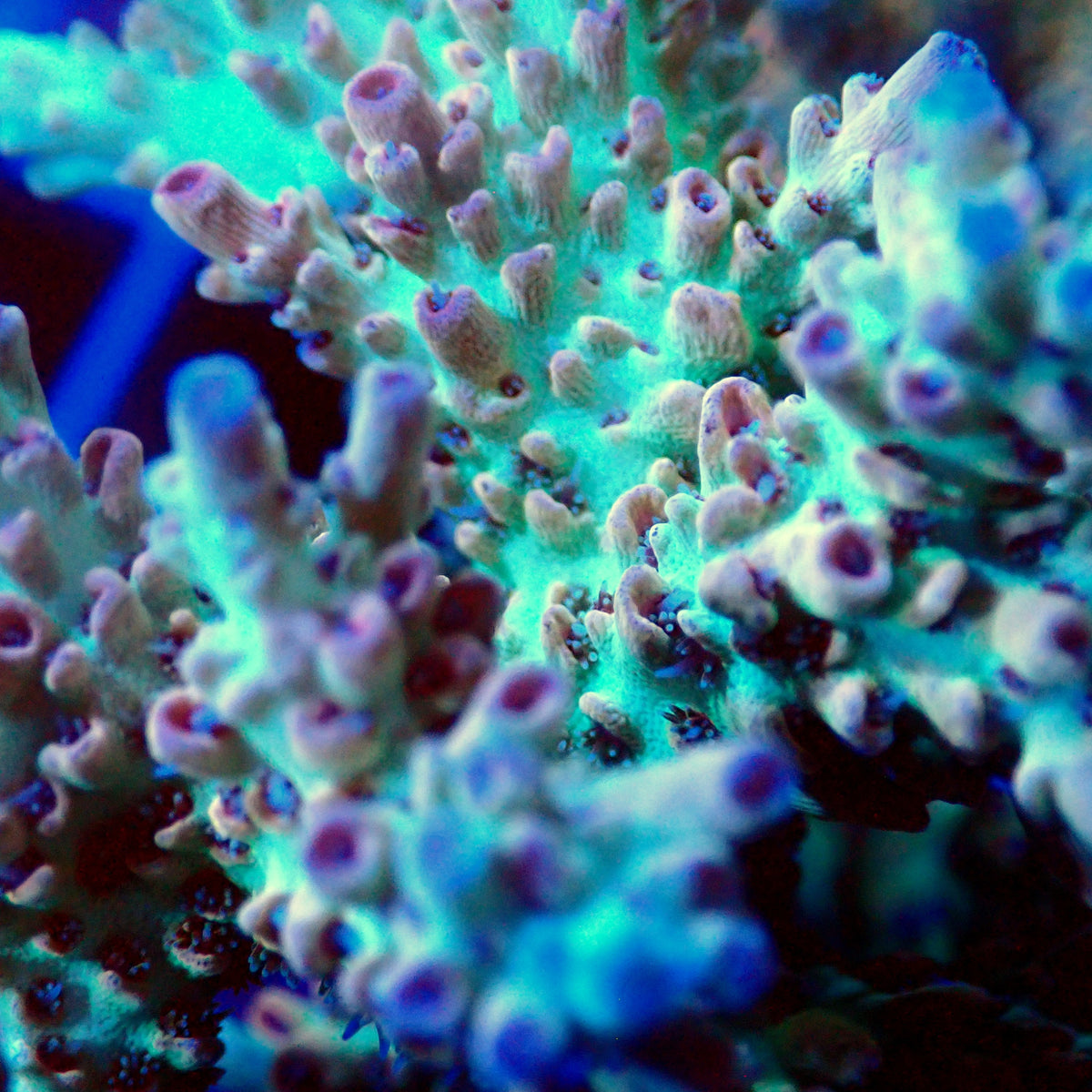 Acro Colony T3C1
