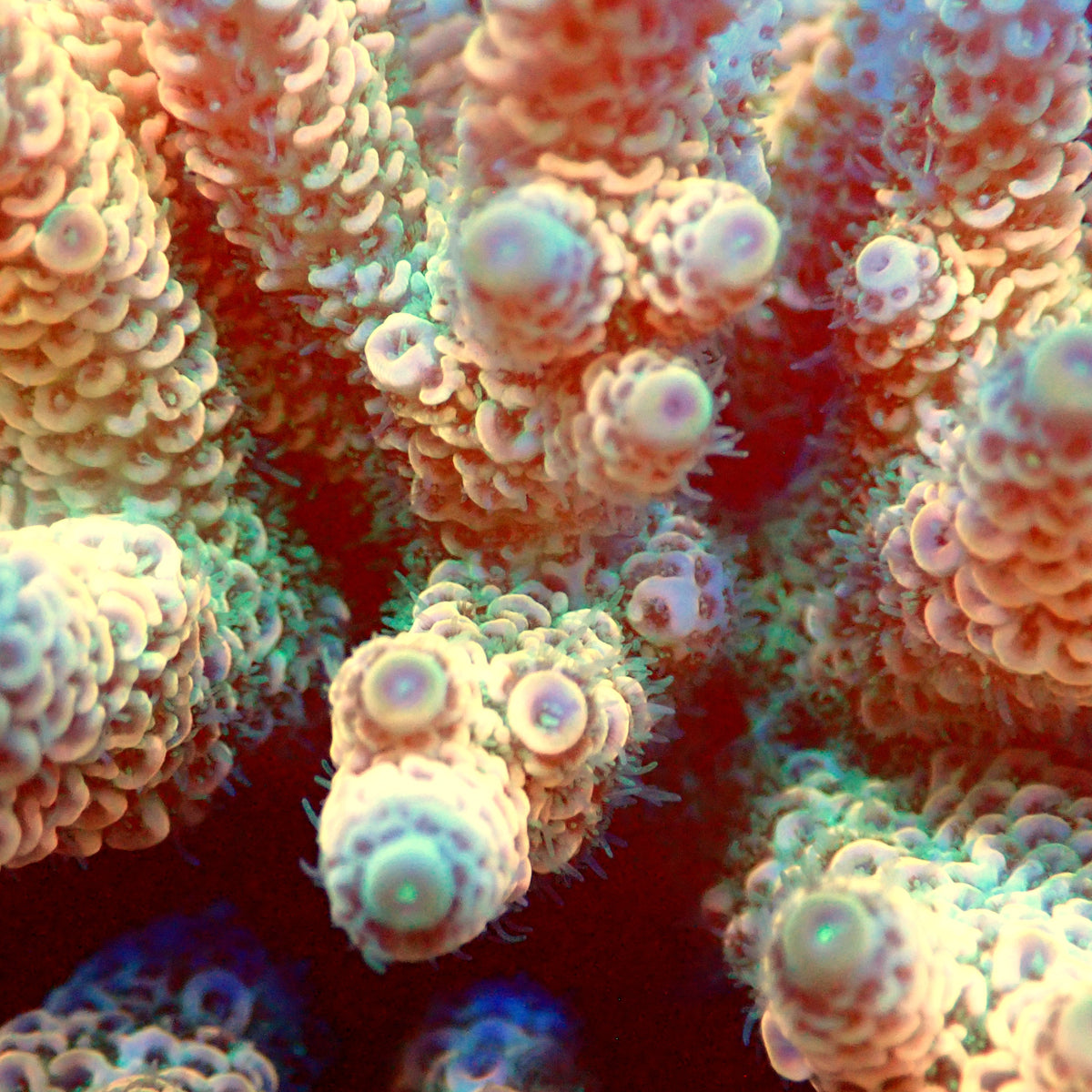 Acro Colony T3C10