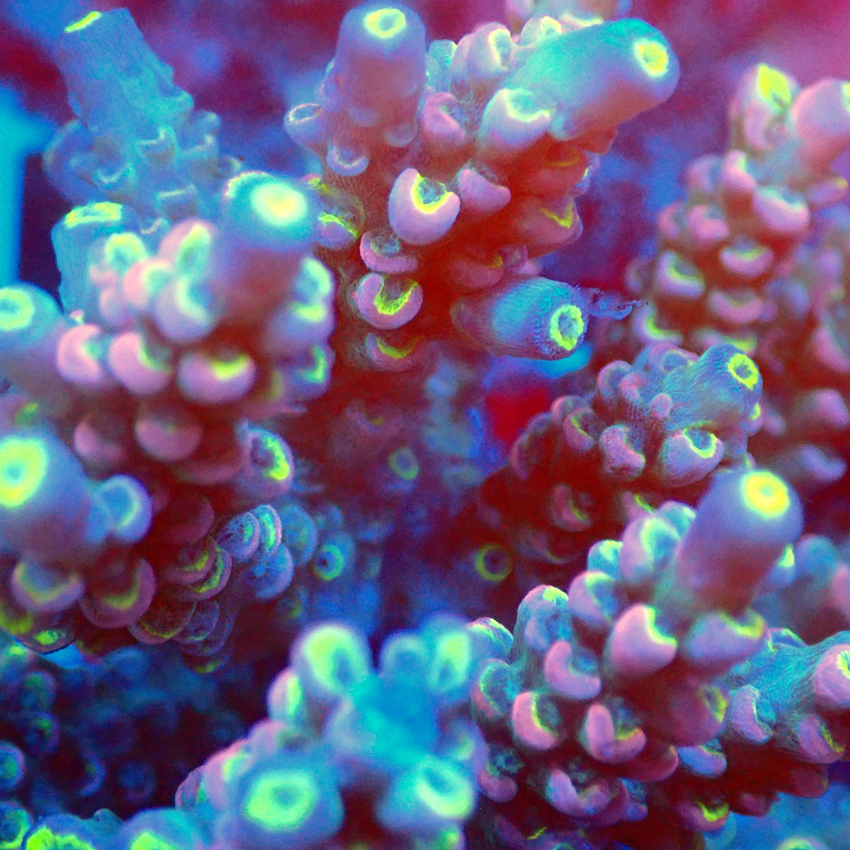 Acro Colony T3C12