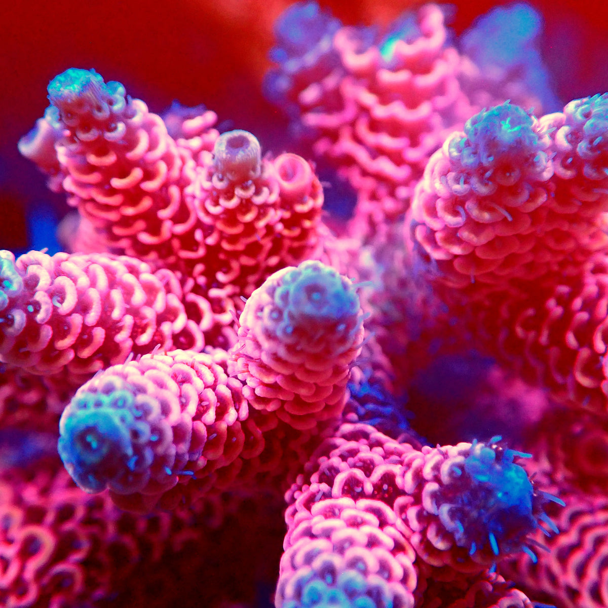 Acro Colony T3C13