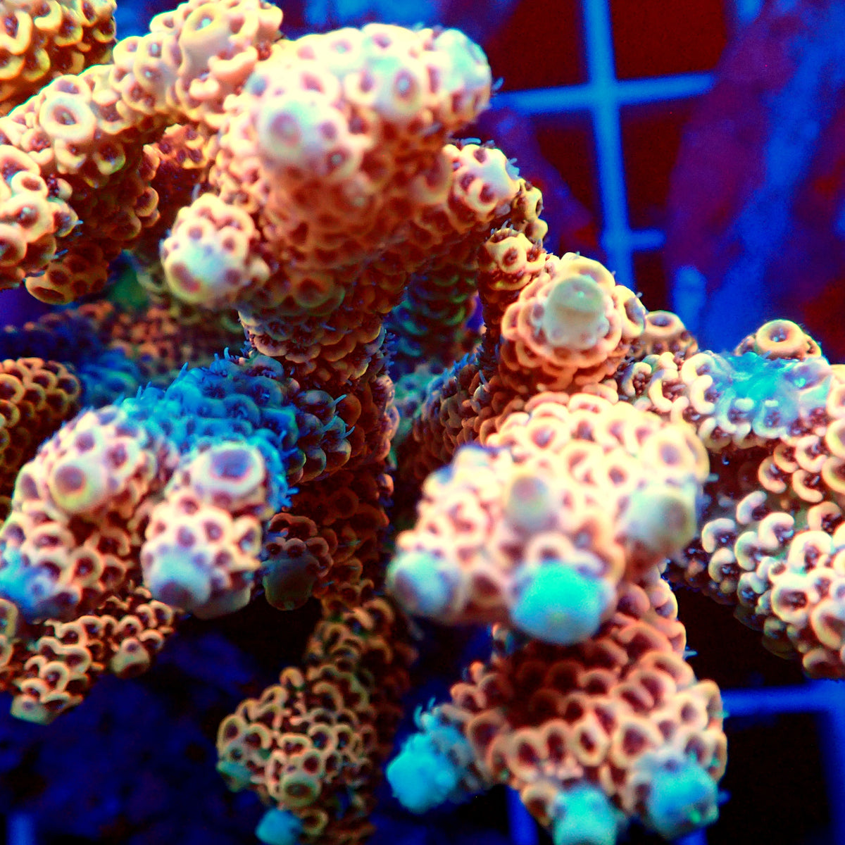 Acro Colony T3C14
