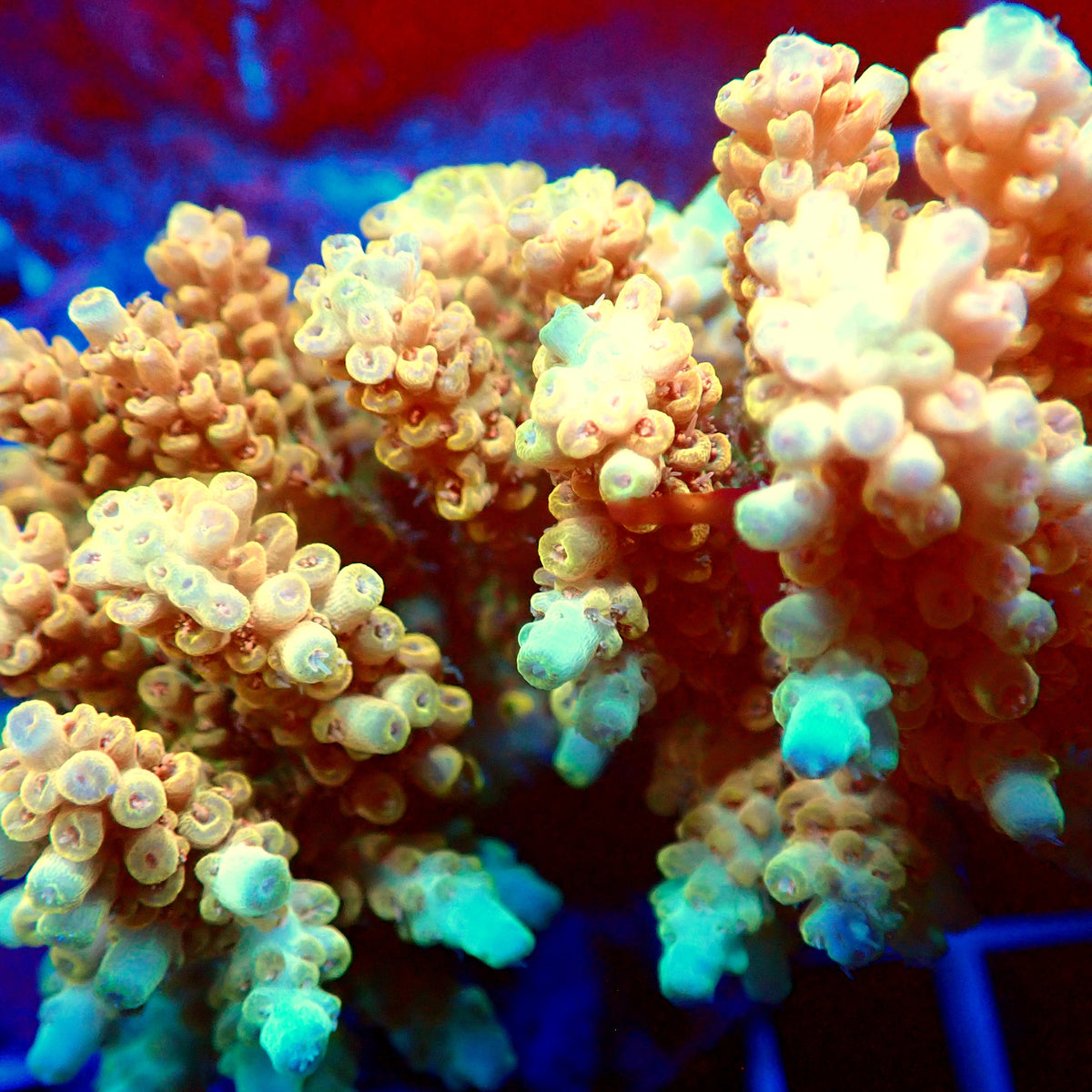 Acro Colony T3C15