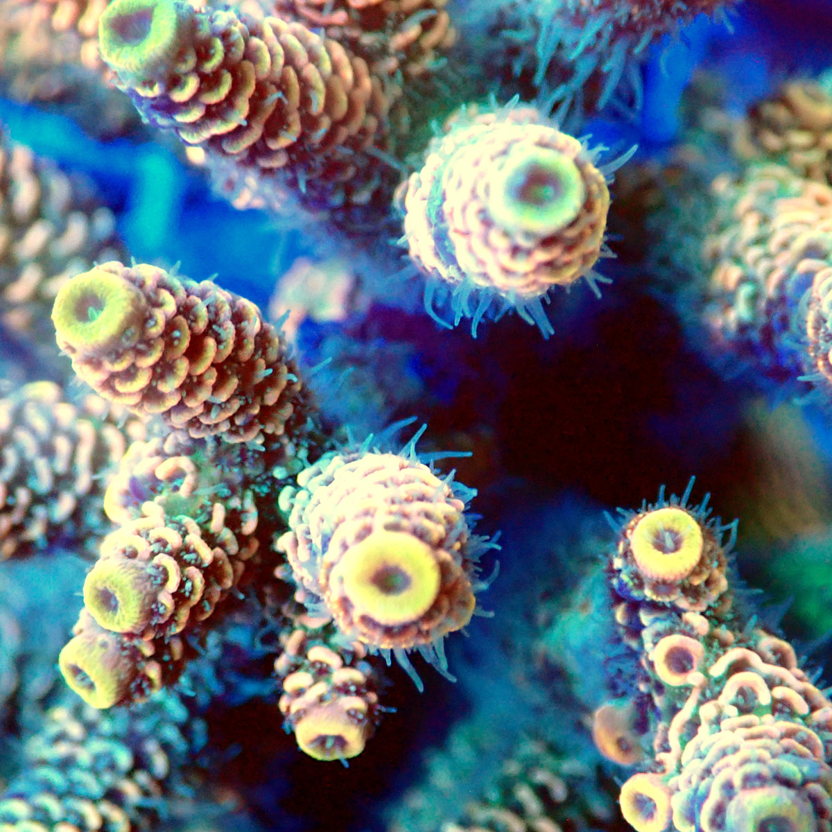 Acro Colony T3C2