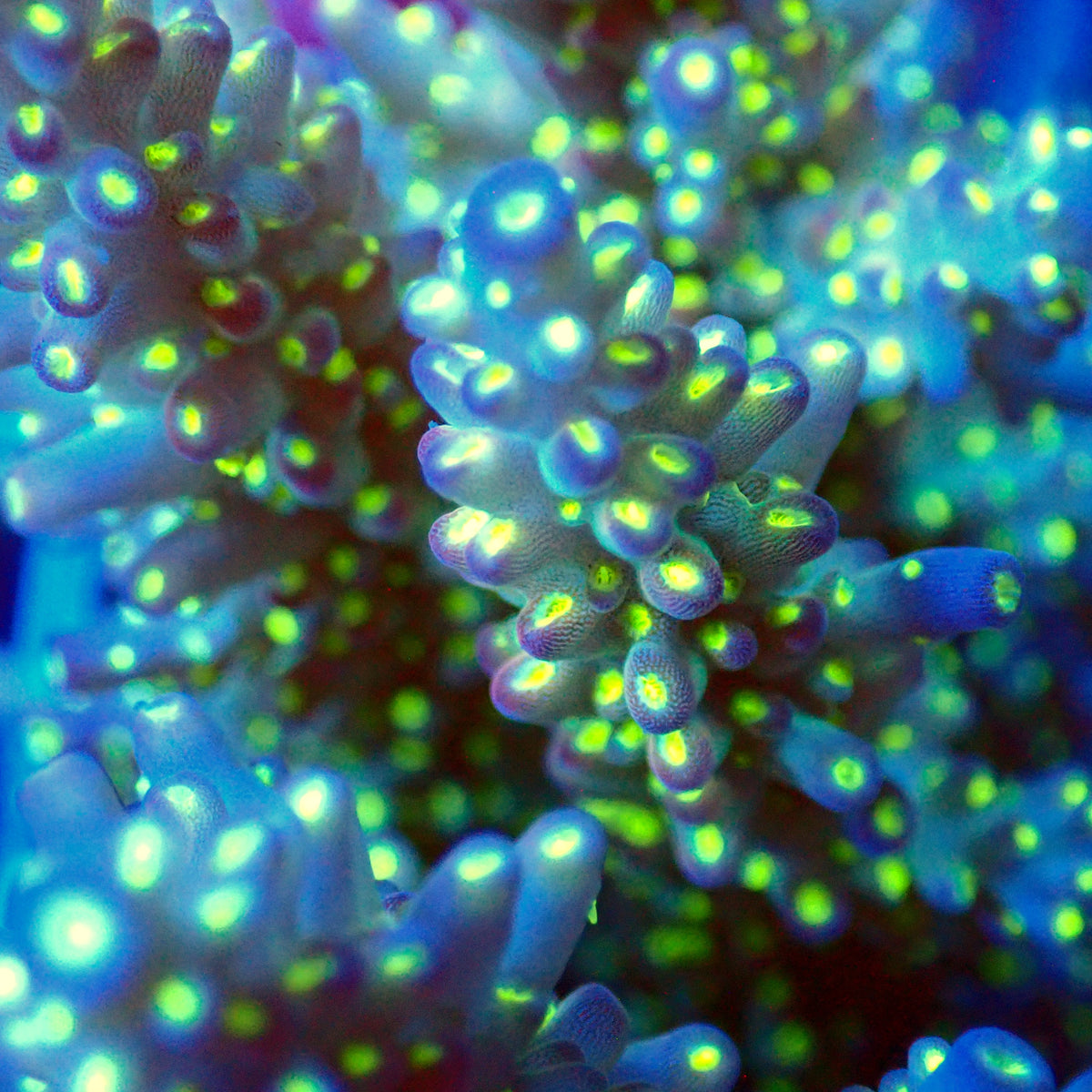 Acro Colony T3C4