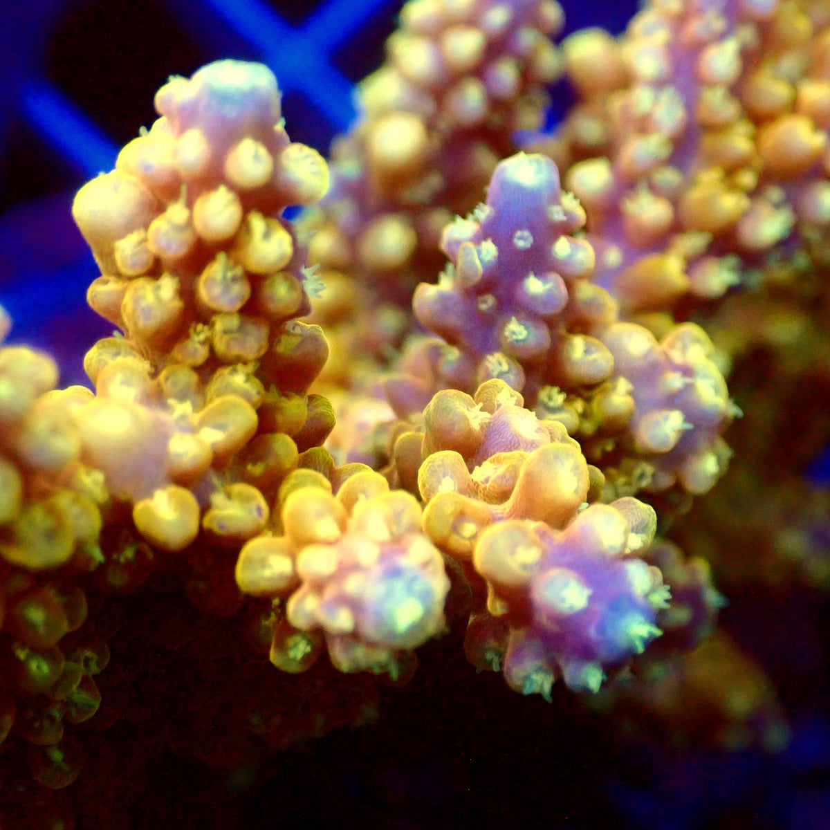 Acro Colony T3C5