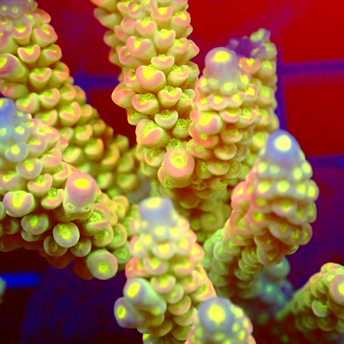 Acro Colony T3C6