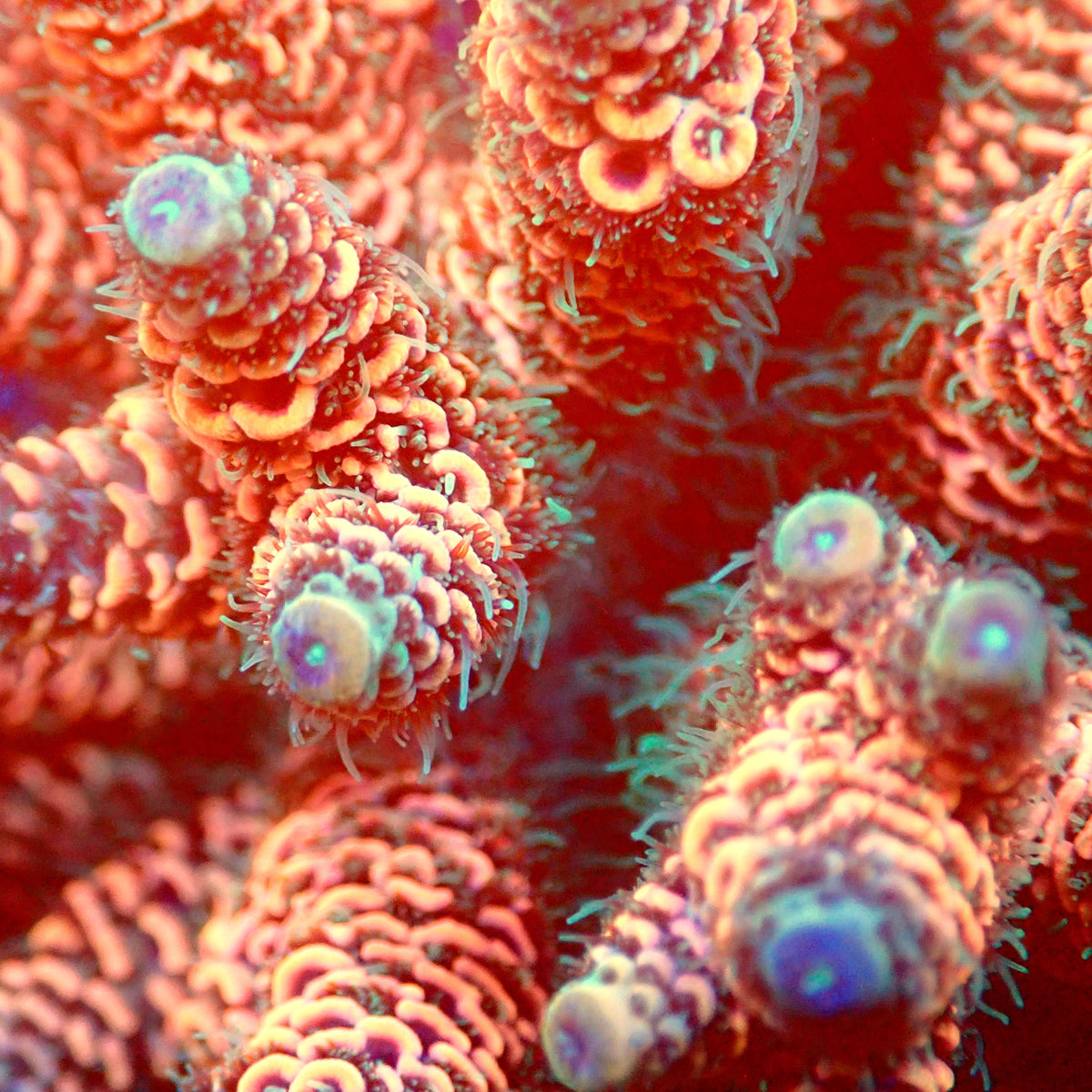 Acro Colony T3C7