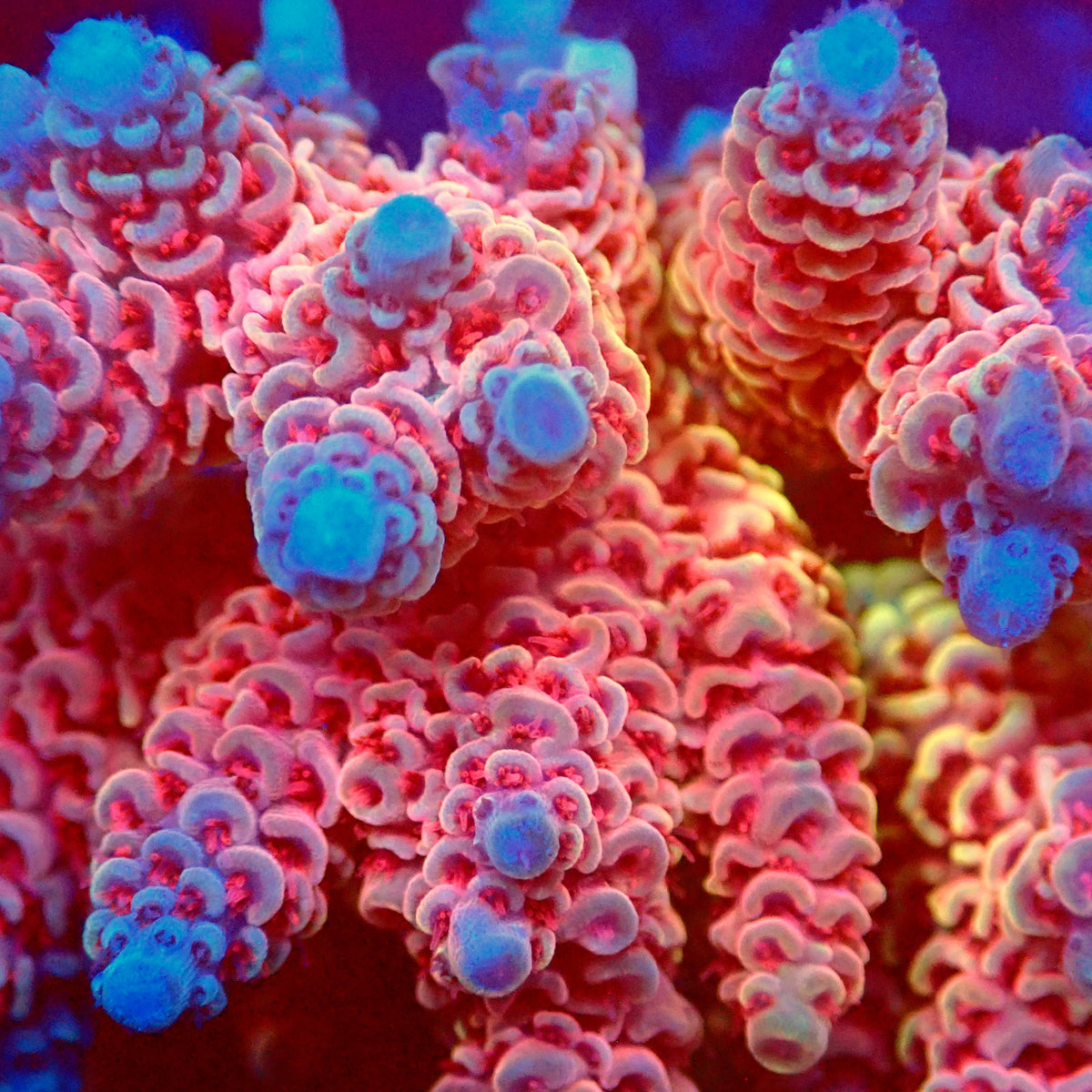Acro Colony T3C8