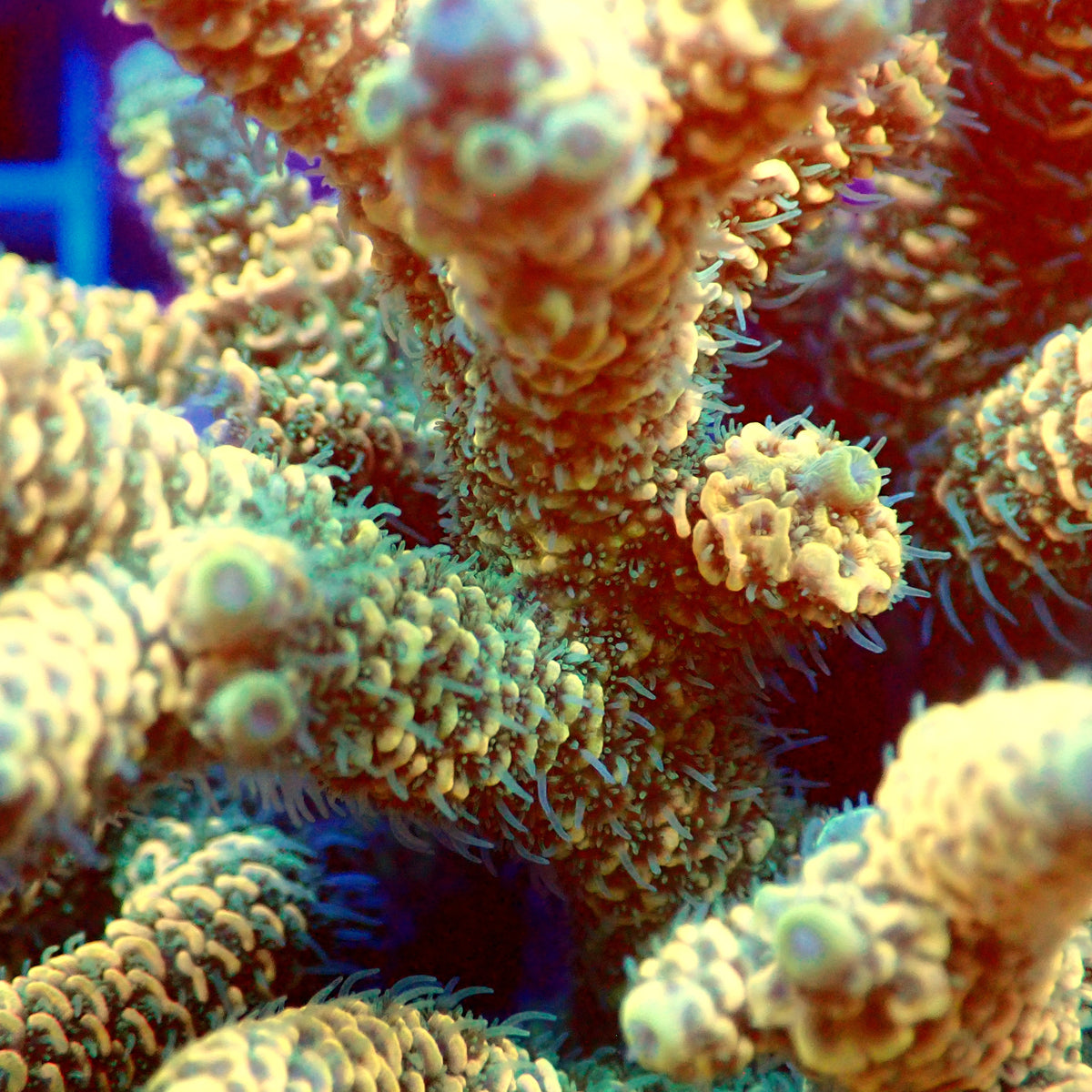 Acro Colony T3C9
