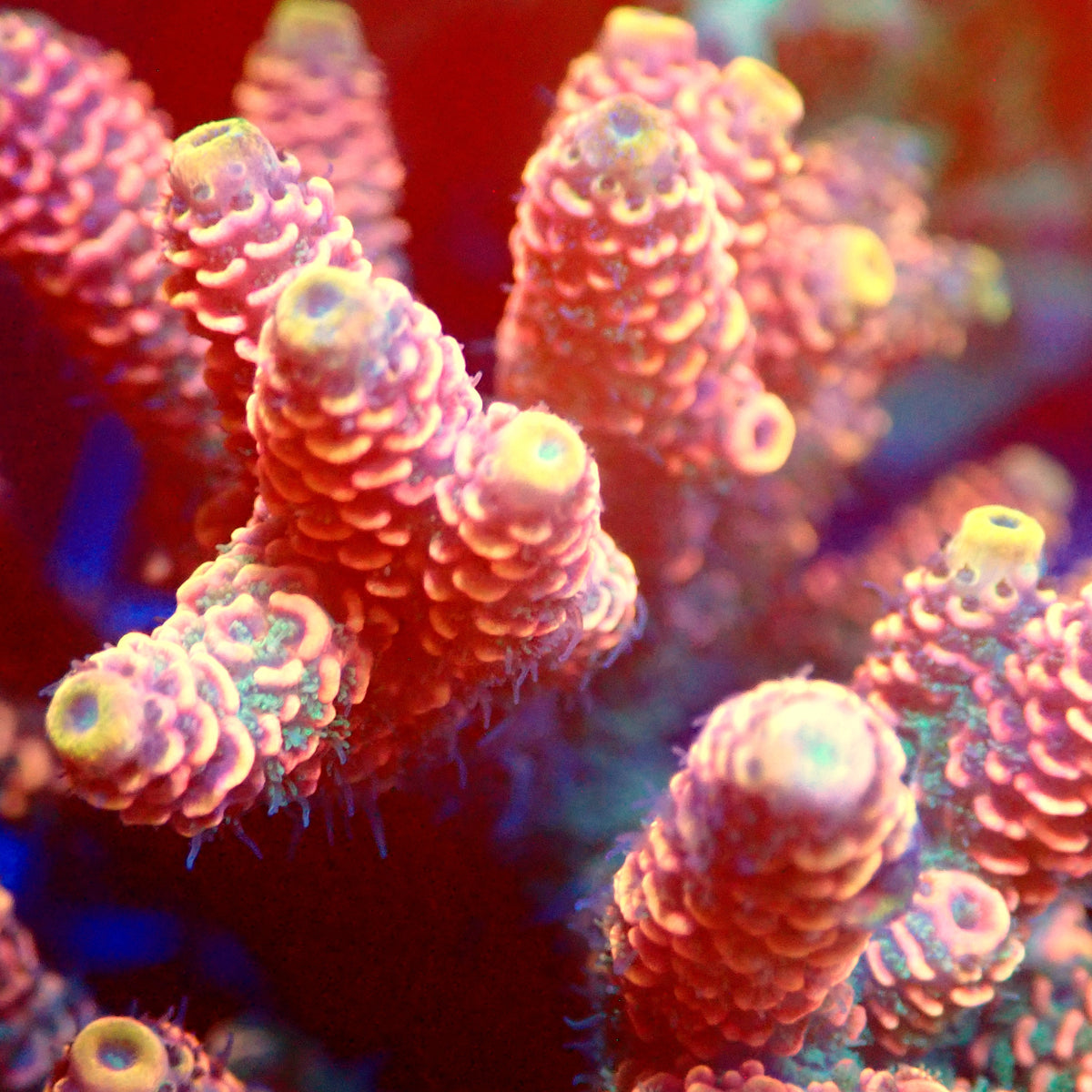 Acro Colony T3D1