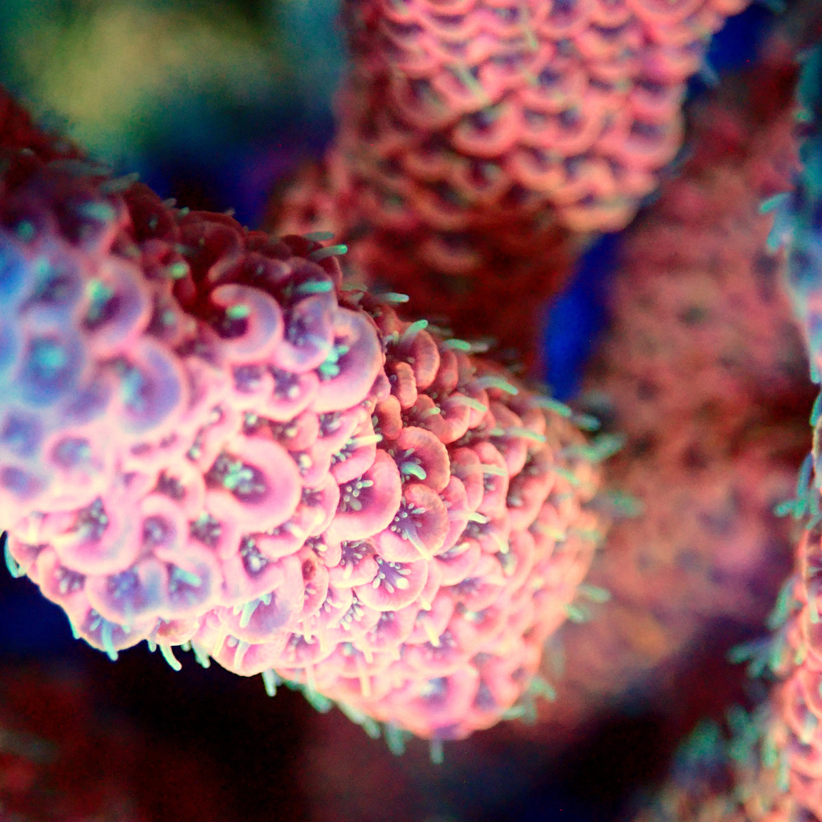 Acro Colony T3D10