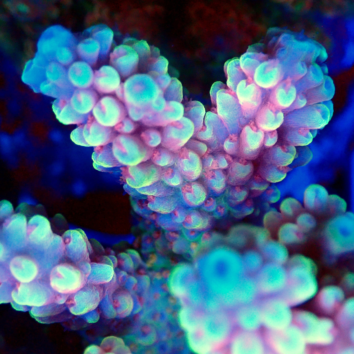Acro Colony T3D11