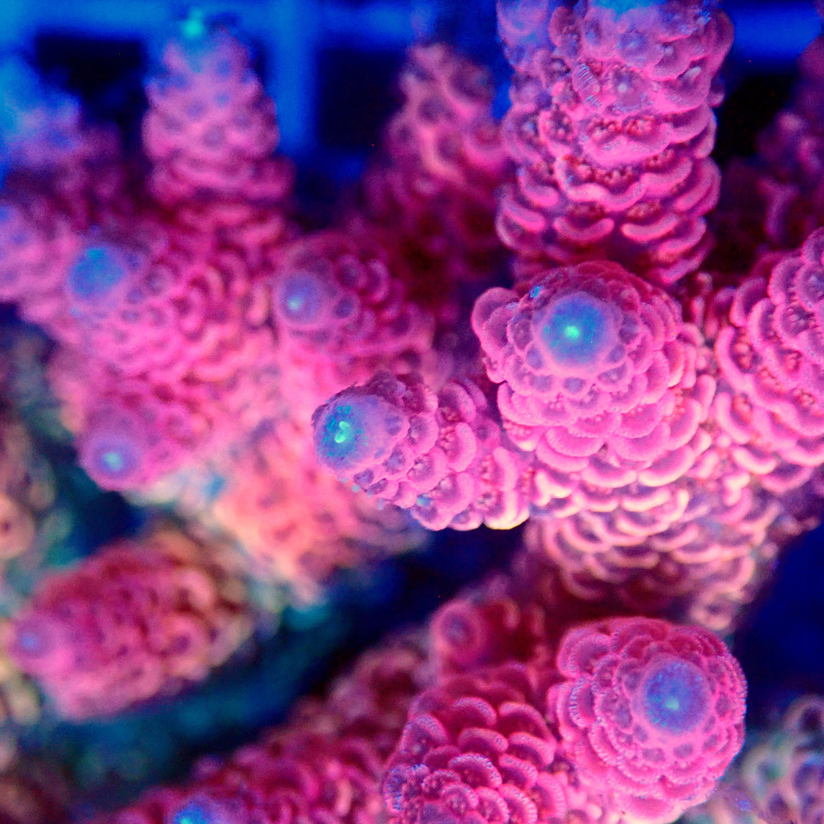 Acro Colony T3D12
