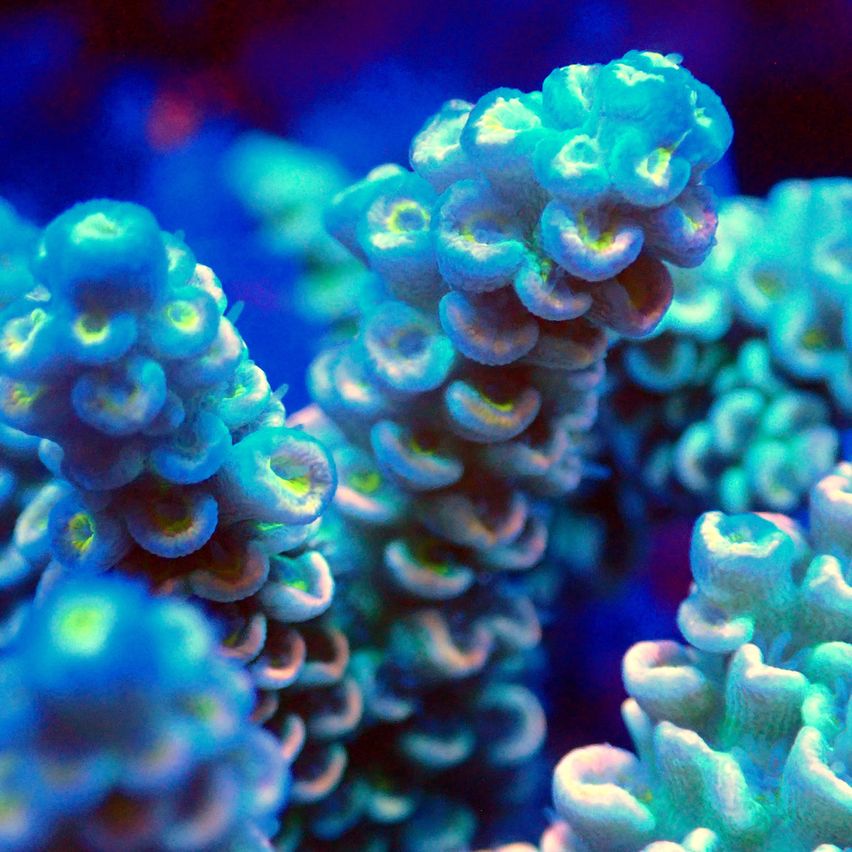 Acro Colony T3D13