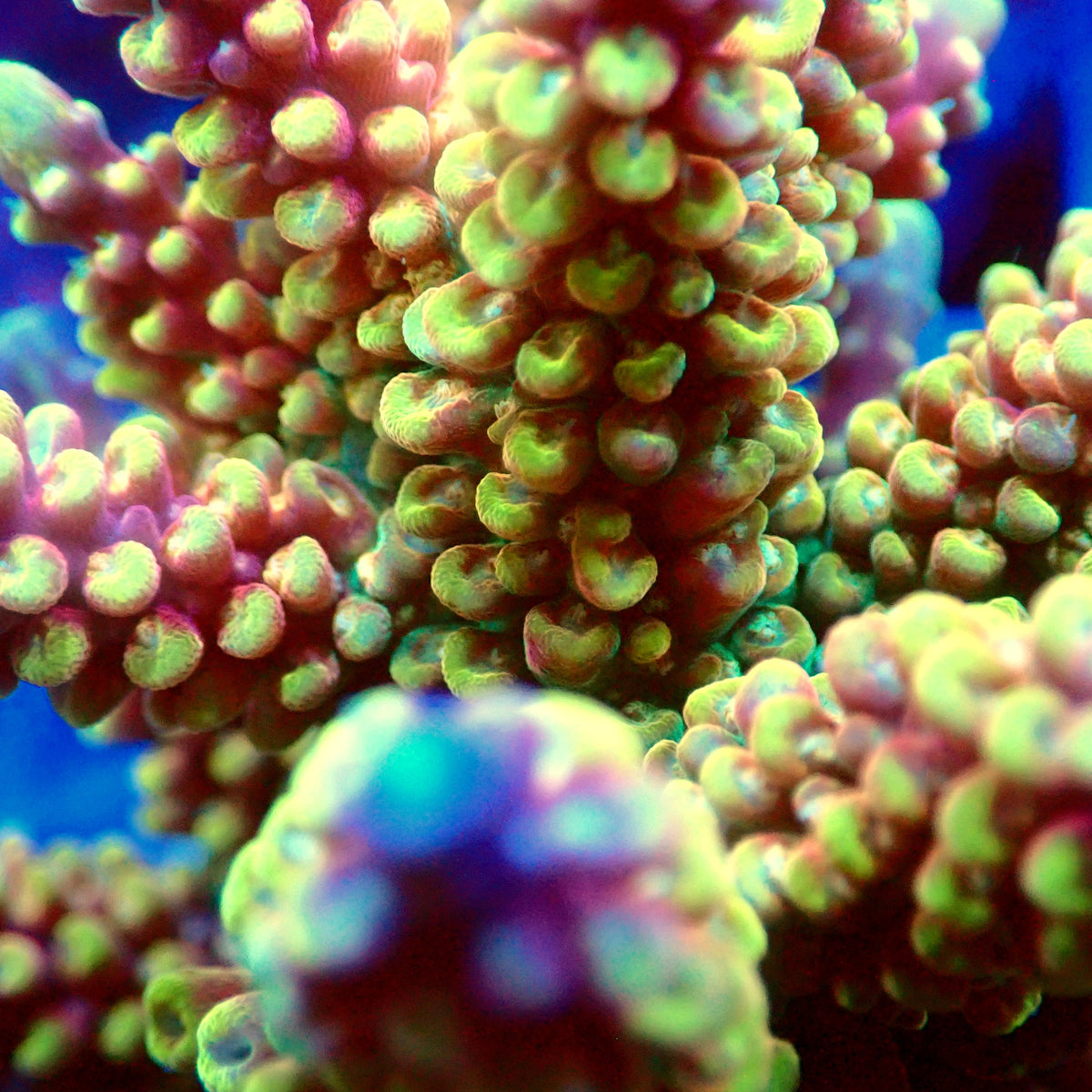 Acro Colony T3D14