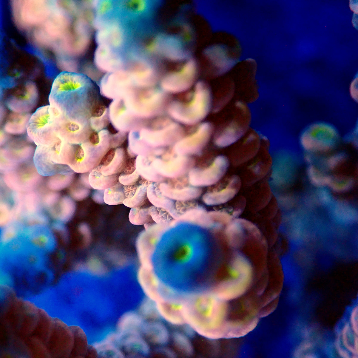 Acro Colony T3D15